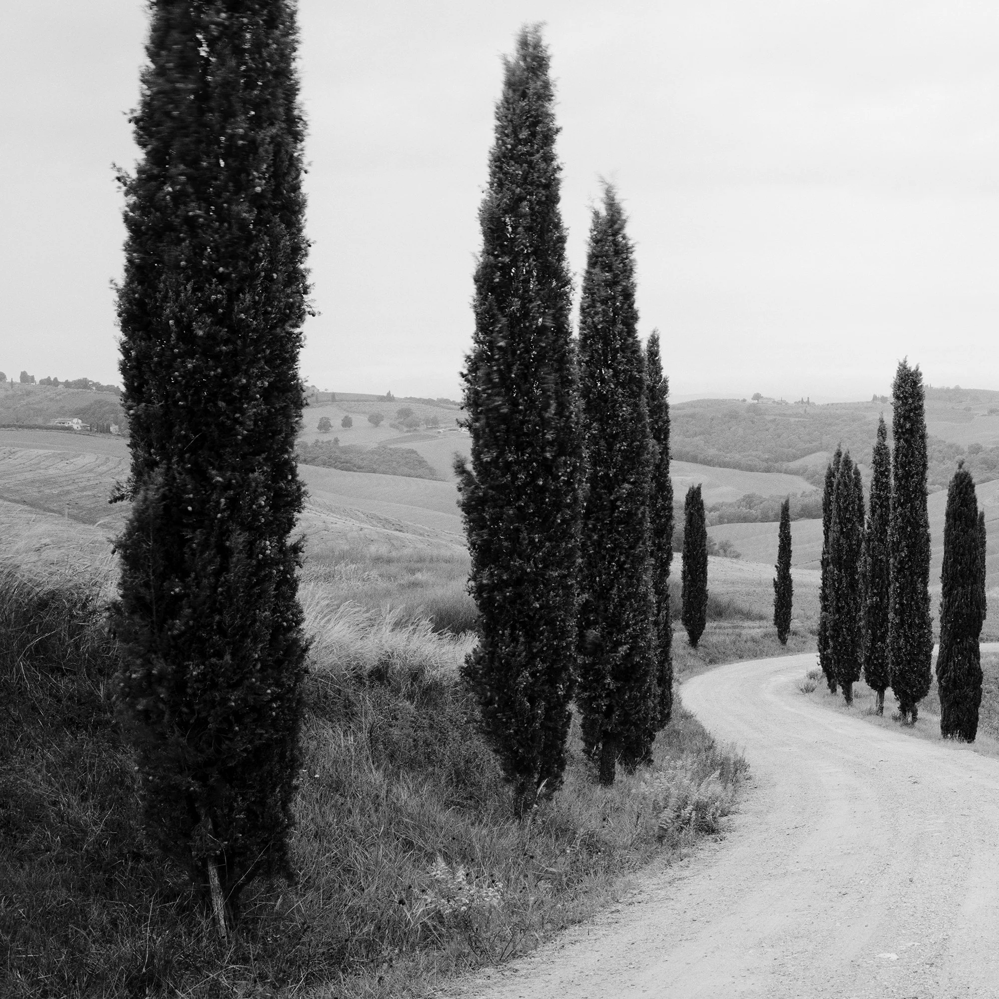 © 2020 Gerald Berghammer - Black and white photography. A winding dirt road through rolling hills lined with tall, slender cypress trees, typical of the Tuscan landscape. Print detail 1