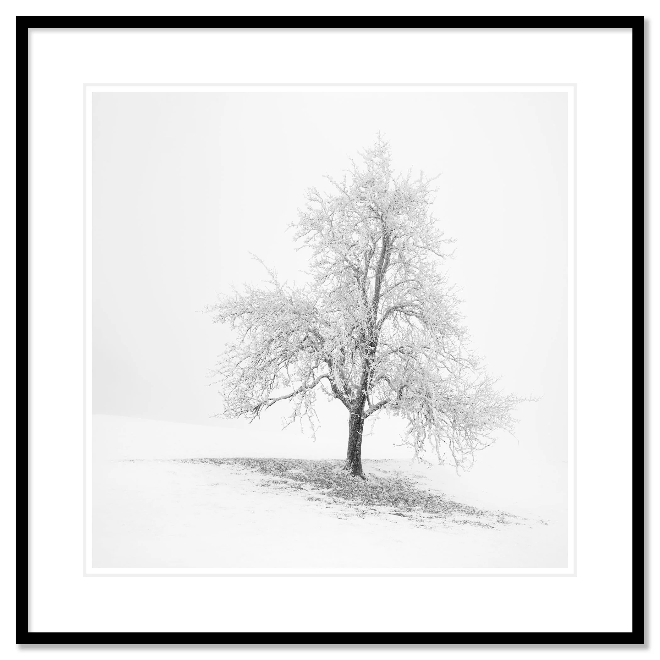Frosted Winter Tree – Austria in a black aluminium frame with a white mount by Gerald Berghammer.