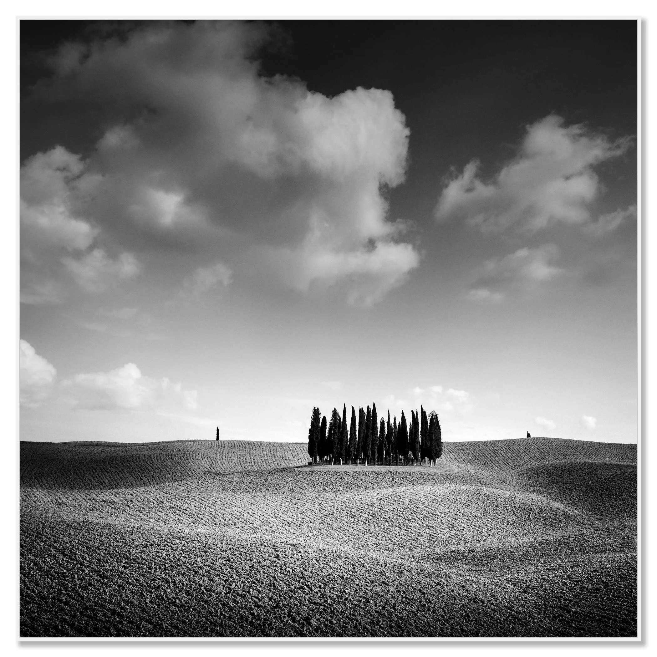 Cypress Hill, Study 1 – black-and-white photograph on Dibond in a white aluminium ArtBox frame.