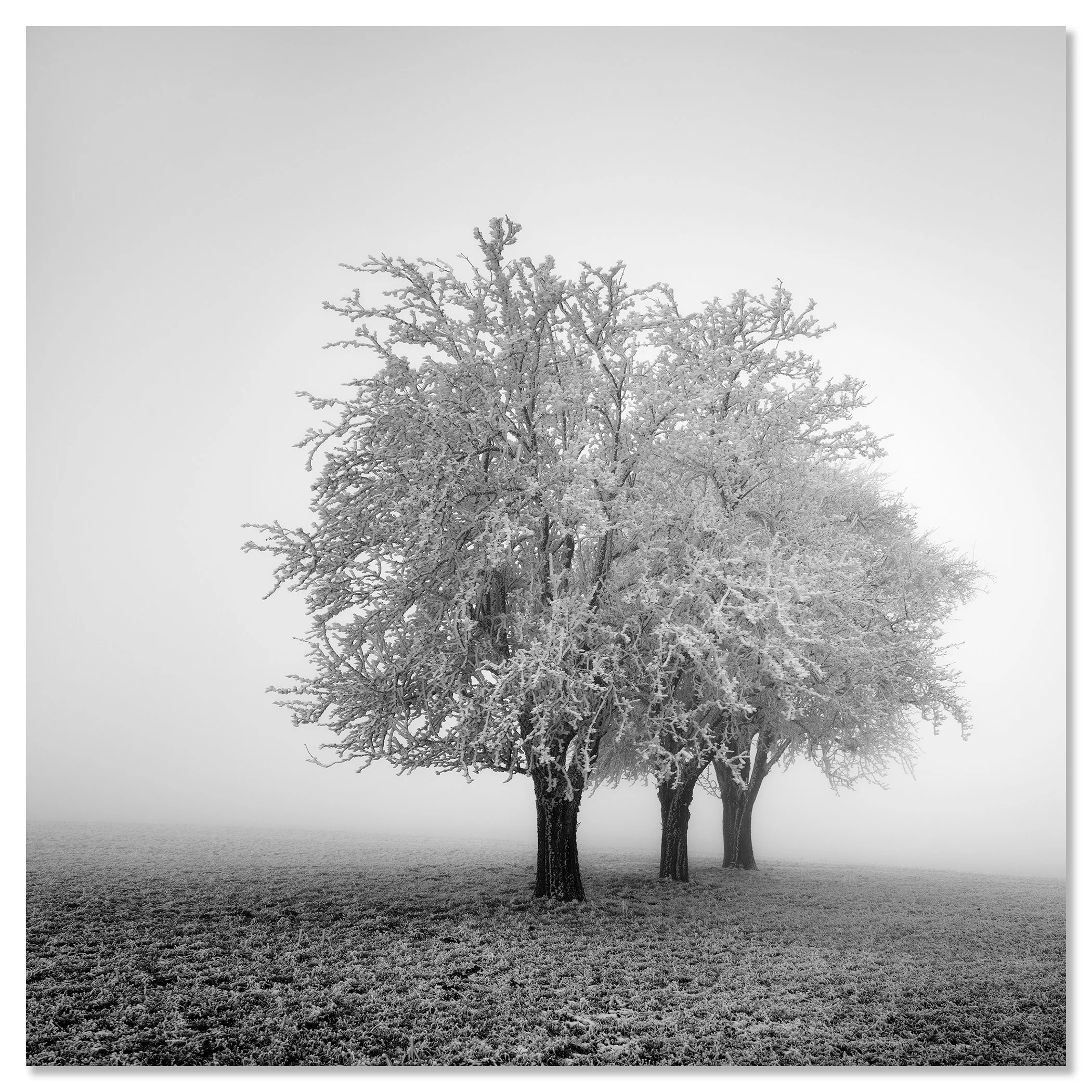 Frozen Apple Trees Study 2 as a frameless black-and-white photographic print on aluminium Dibond by Gerald Berghammer.