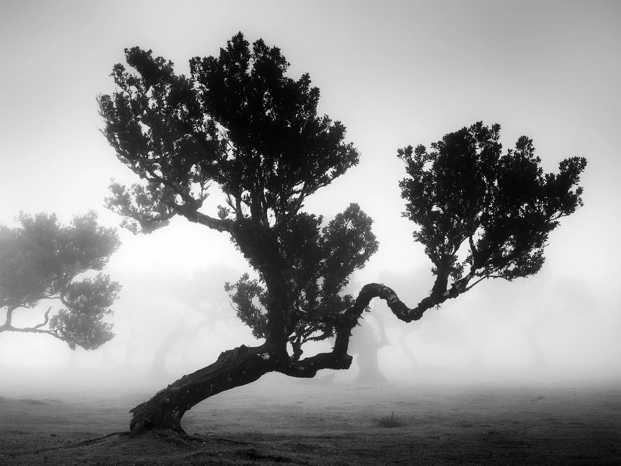 Black-and-white fine art photograph of a leaning ancient laurel tree in Madeira’s misty Fanal Forest, by Gerald Berghammer.