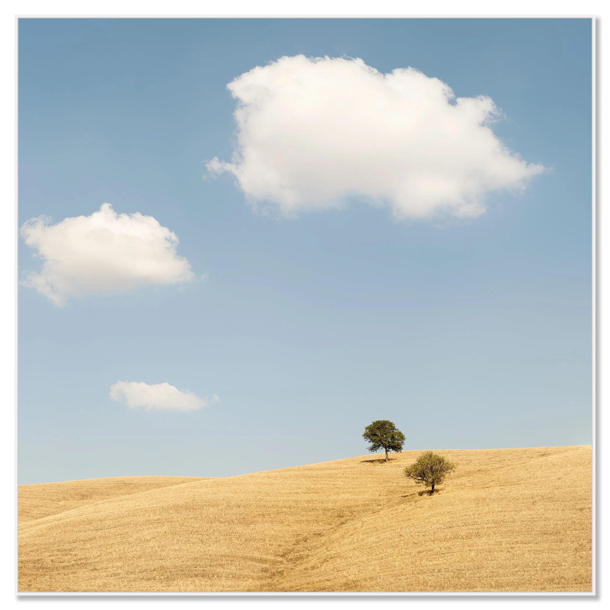 Minimal Tuscany landscape showing golden hills, lone trees and white clouds on a sunny day – framed ArtBox white