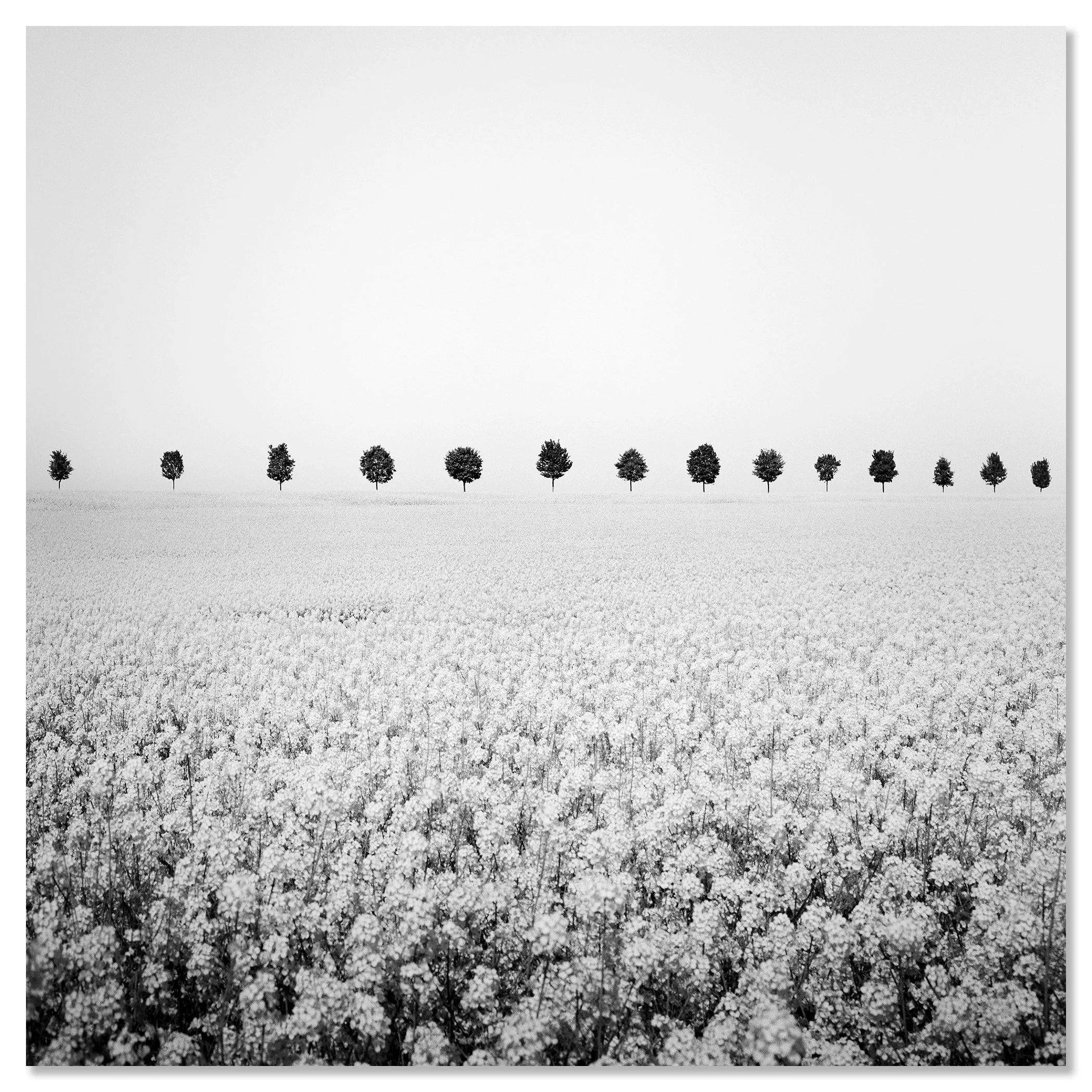 Black-and-white landscape photograph of an open field with a distant row of trees on the horizon beneath a clear sky – dibond frameless