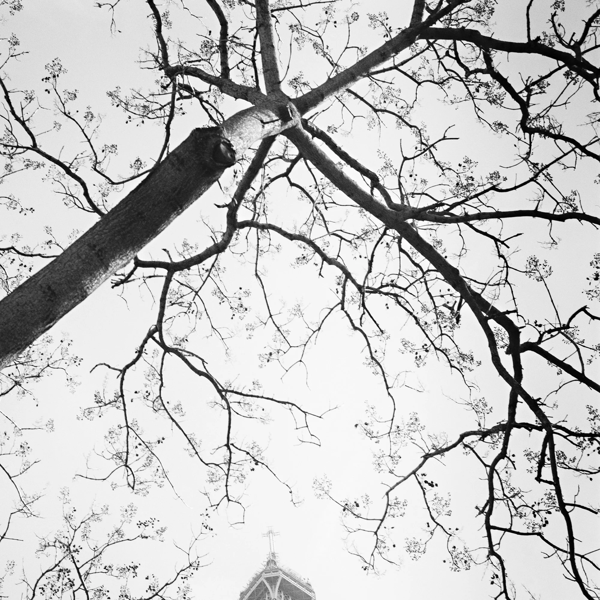 Tree and the Eiffel Tower – detailed view of the Eiffel Tower and tree branches by Gerald Berghammer