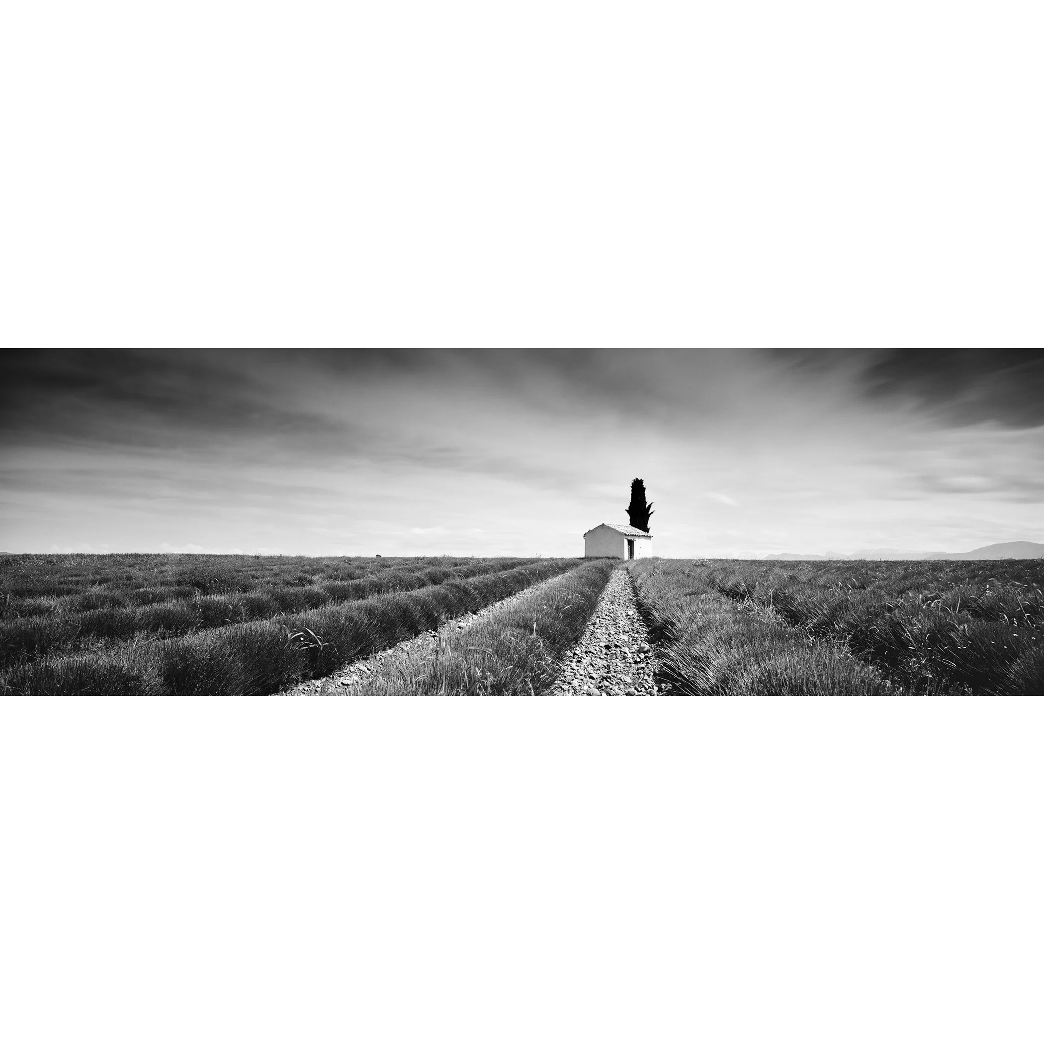 Gerald Berghammer - Black and white landscape photography. Lavender field with a dirt path to a small house and a tall tree, under a sky with moving clouds.