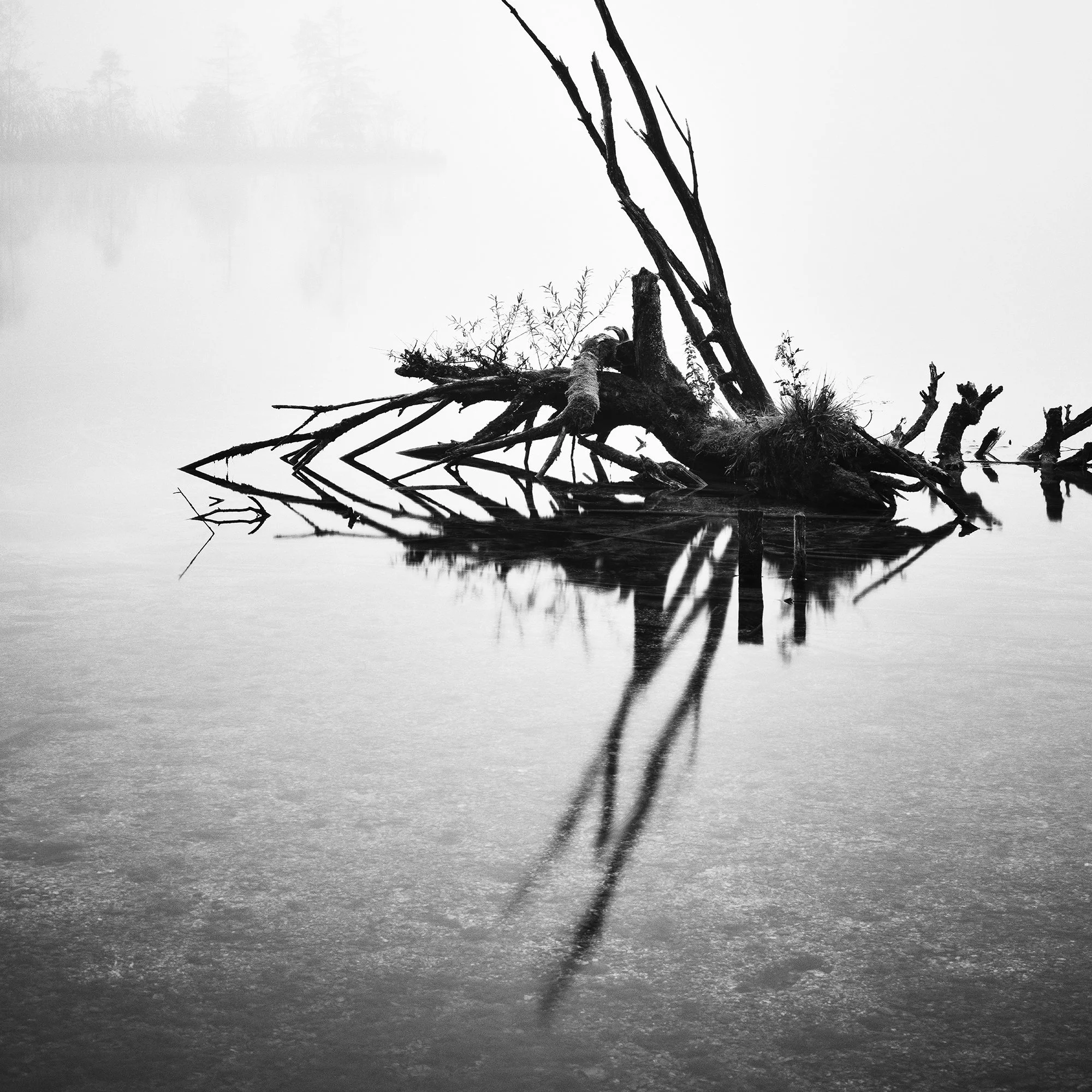 Fallen Tree Study 1 detail showing the sculptural fallen trunk and bare branches reflected in the still waters of Almsee, Austria, by Gerald Berghammer.