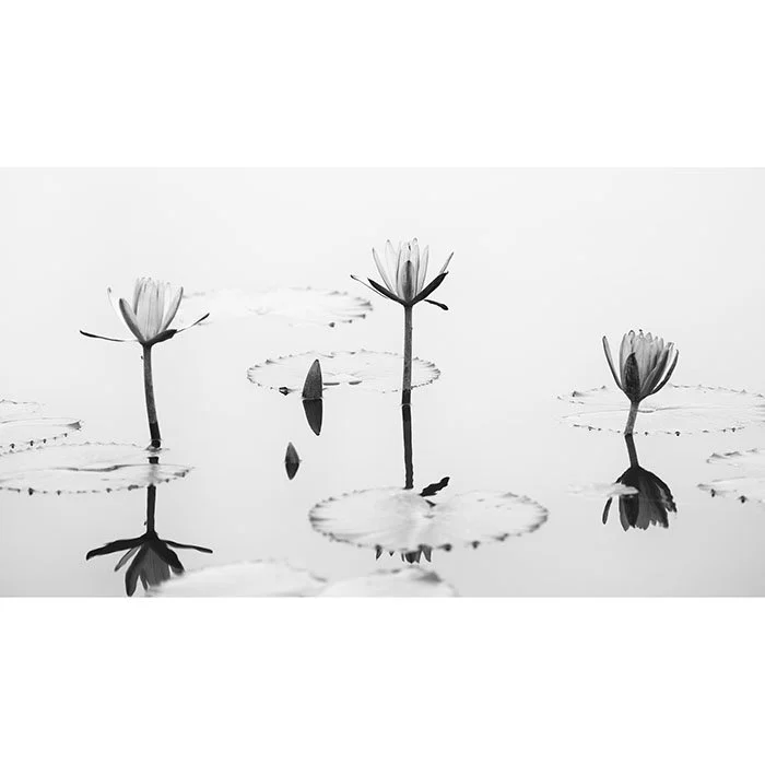 Lotus Flower, Panorama Study 2 – Vietnam | Gerald Berghammer