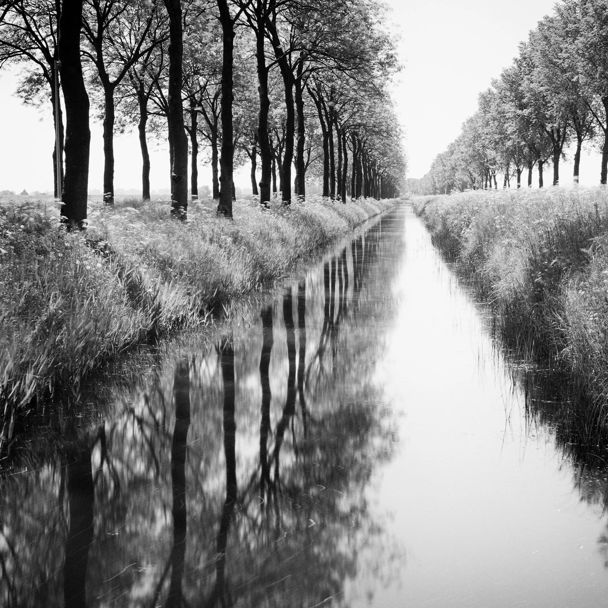 Zoomed detail of Gracht Study 1, Netherlands with canal reflections and rows of trees