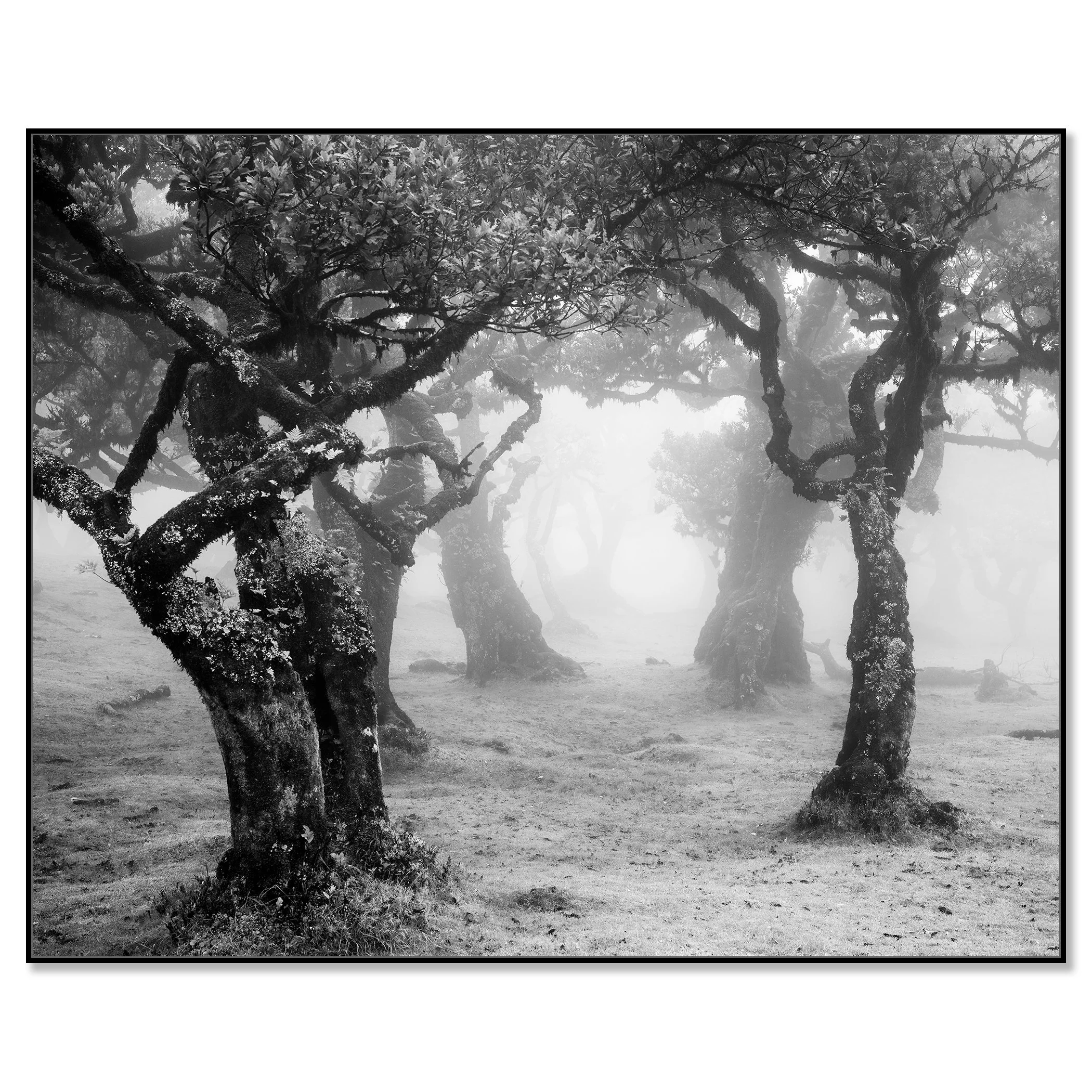 Mystical Forest Clearing – Madeira, black-and-white photograph in a black aluminium ArtBox by Gerald Berghammer.