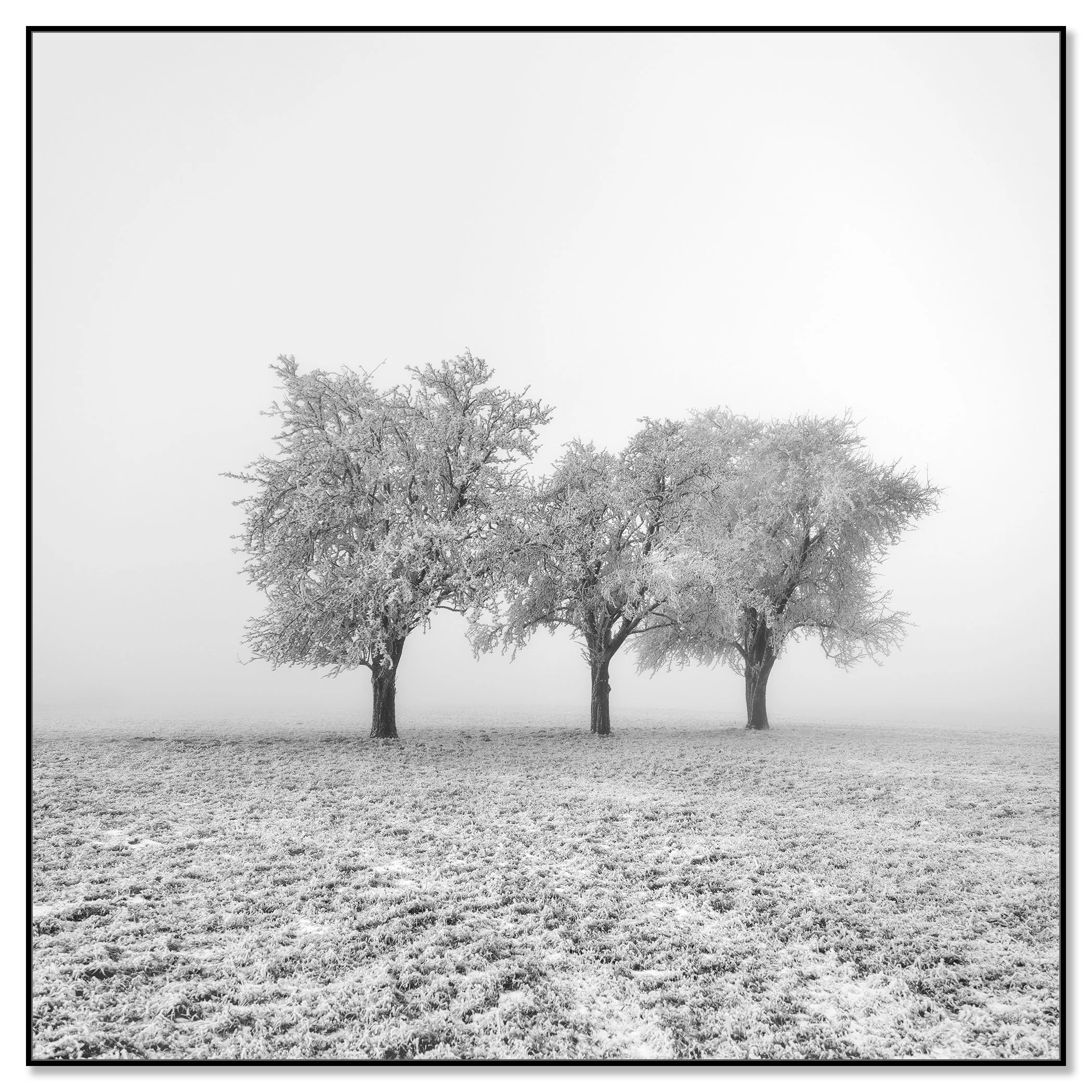 Frozen Apple Trees Study 1 – Austria, black-and-white photograph mounted on Dibond in a black aluminium ArtBox frame by Gerald Berghammer.