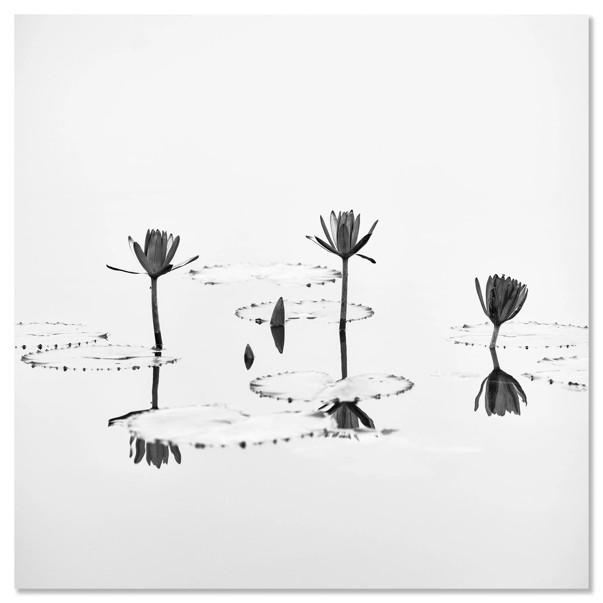 Lotus Flower Study 1 – black-and-white lotus flower photograph mounted on aluminium Dibond, frameless, by Gerald Berghammer.