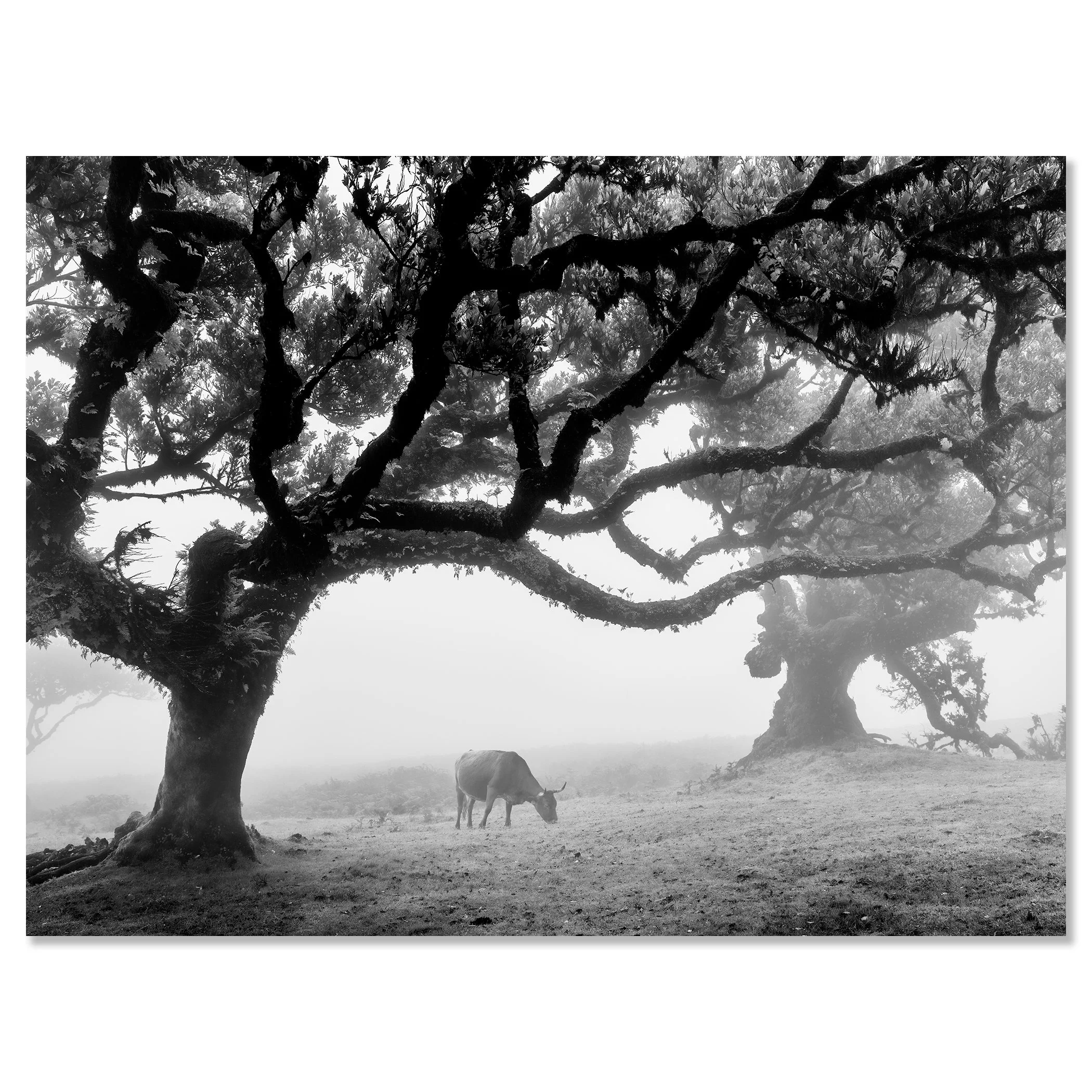 Cows in a Foggy Pasture Study 4 – Portugal, black-and-white photograph mounted on frameless Dibond