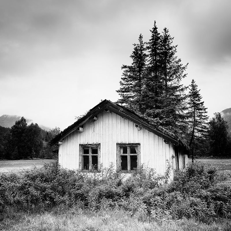 Trees on the Roof Study 1 – Norway | Gerald Berghammer