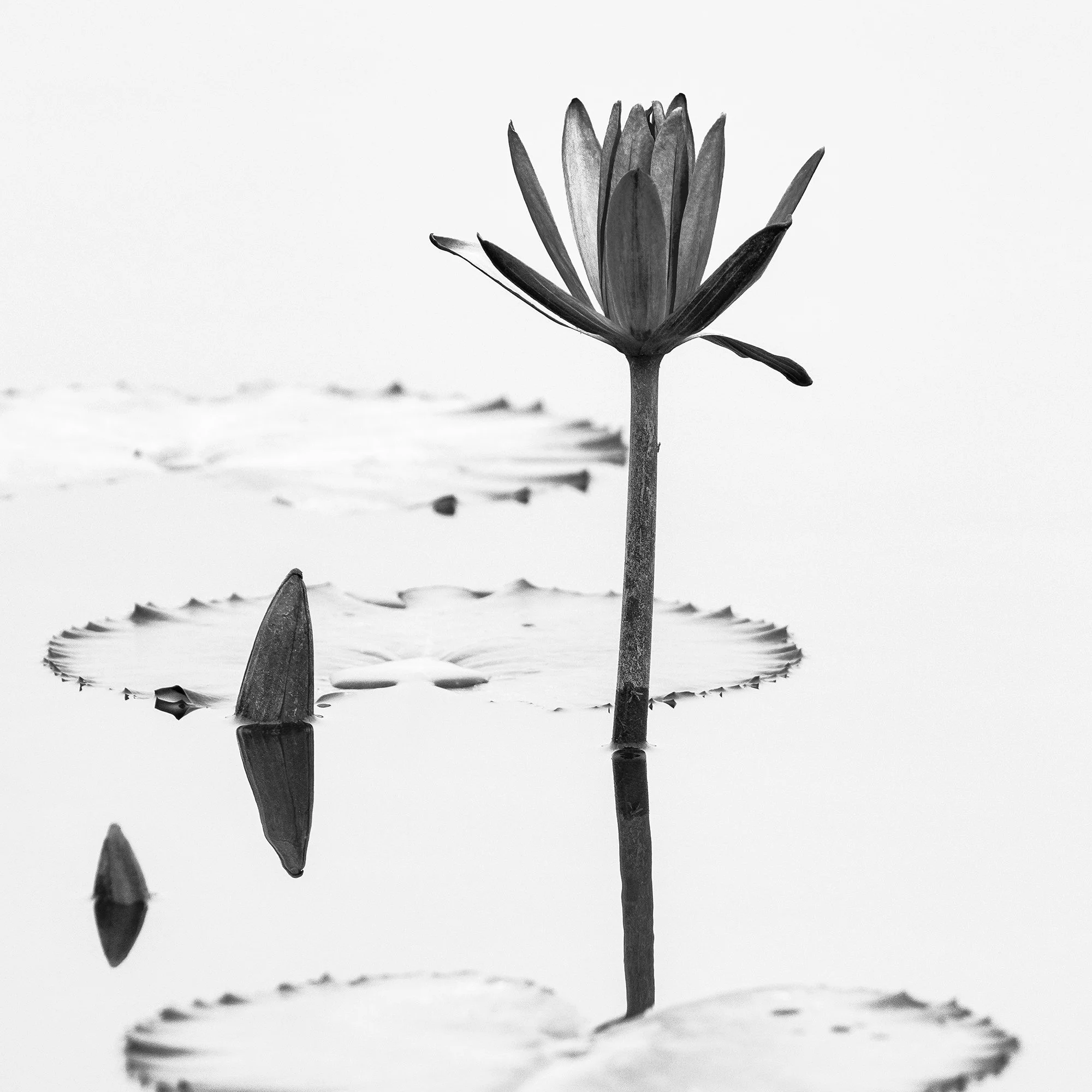 Lotus Flower Study 1 detail – close-up of a lotus flower, lily pad and reflection in still water by Gerald Berghammer.