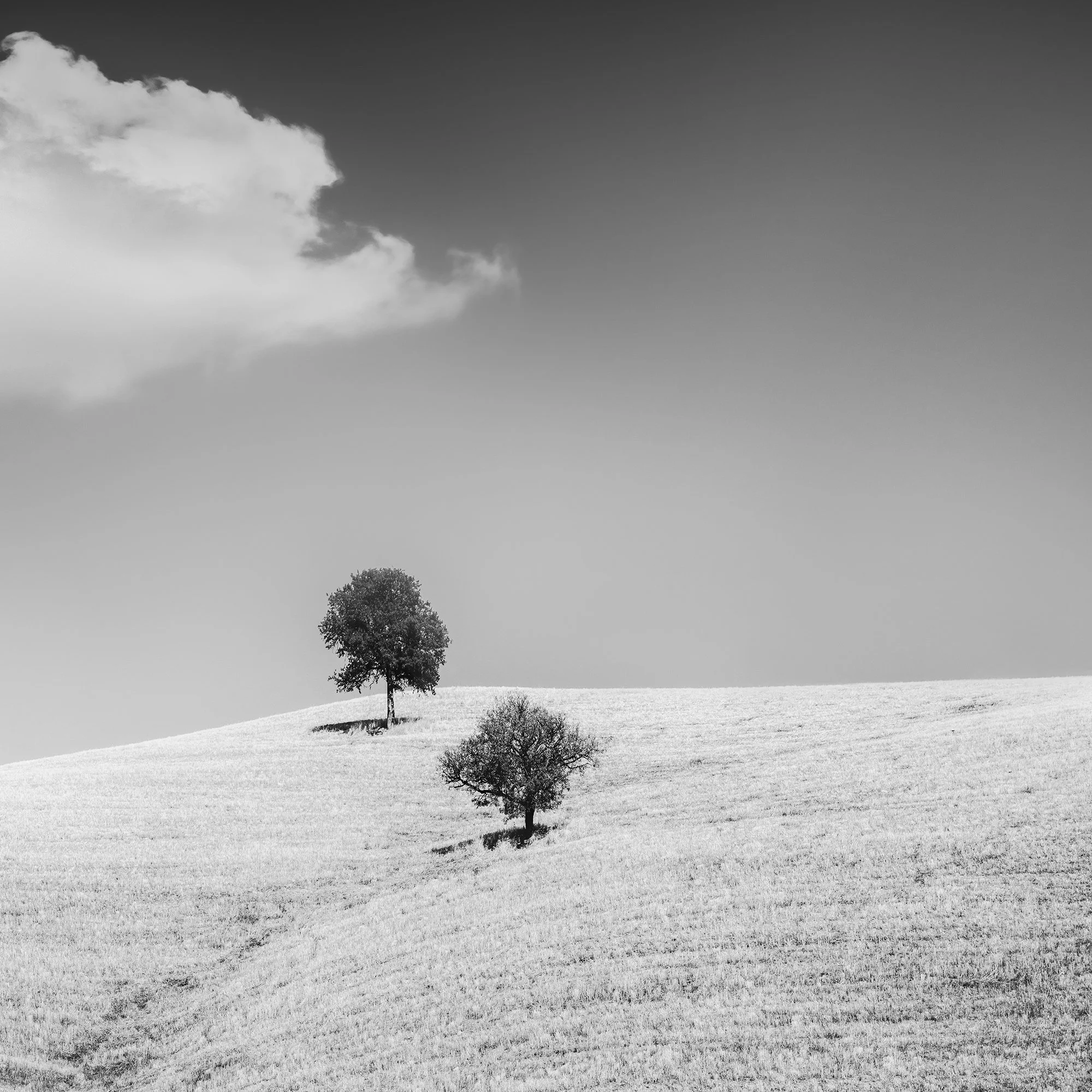 Cropped view of the black-and-white fine art print, Rolling Hills with Trees Study 1 – Tuscany, Italy