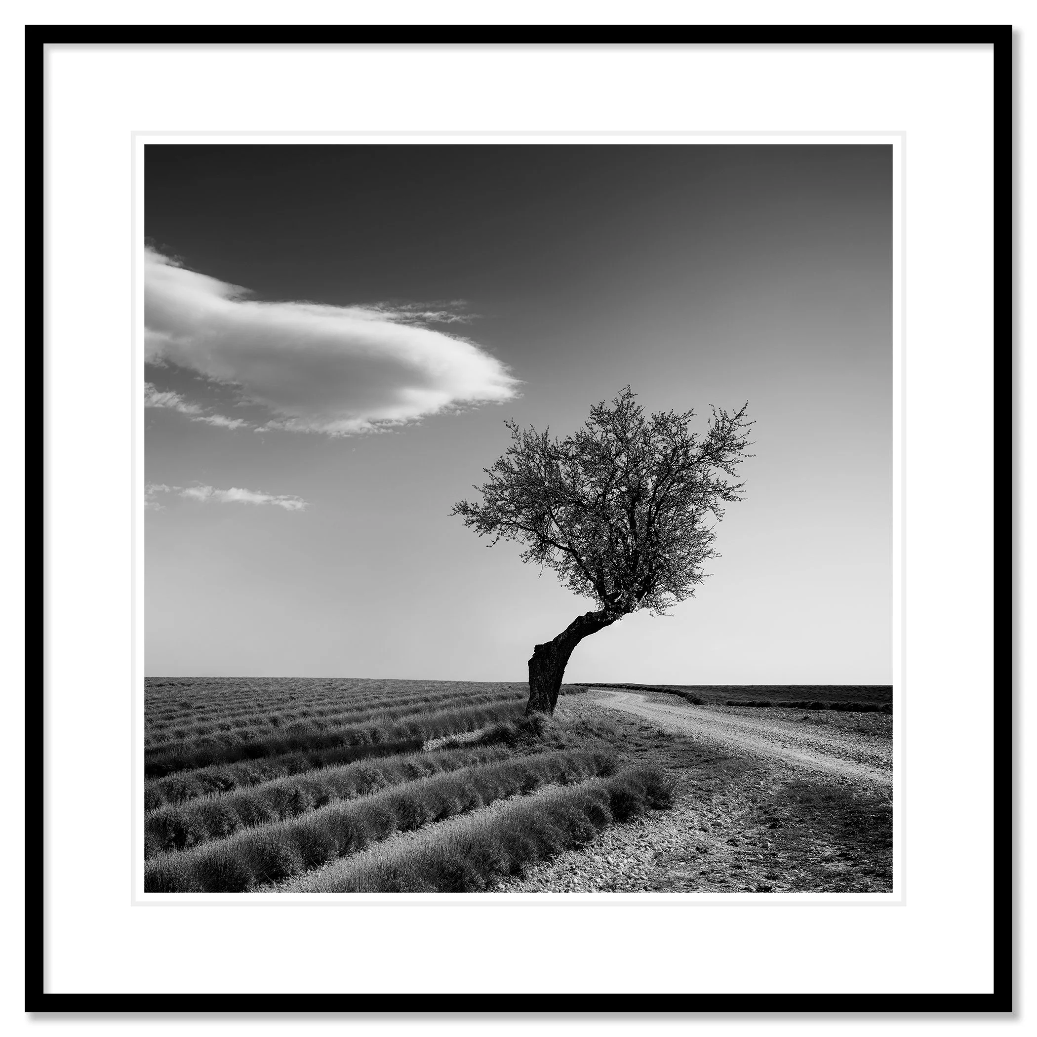 Lavender Field with Lonely Tree Study 1 by Gerald Berghammer, black-and-white fine art print in a black aluminium frame with white mount.