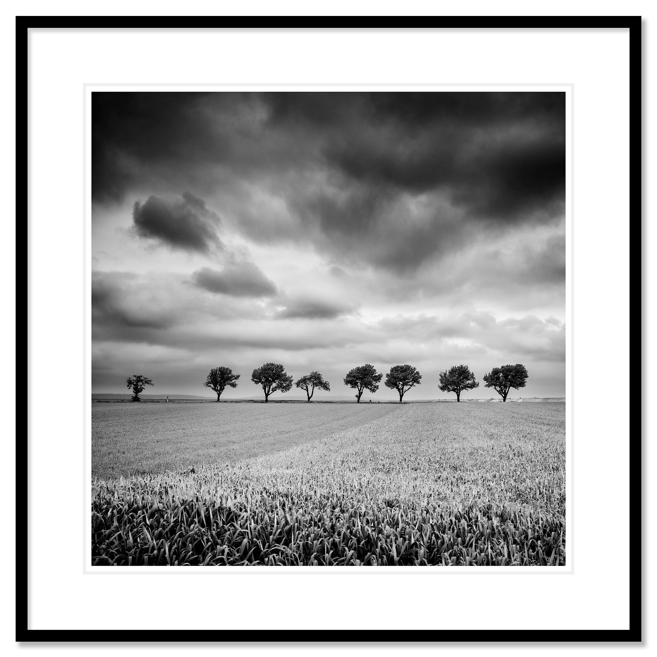 © 2023 Gerald Berghammer - Black and white landscape photography. Field with uniform crops, seven evenly spaced trees in the distance, and a cloudy sky overhead. Classic framed black