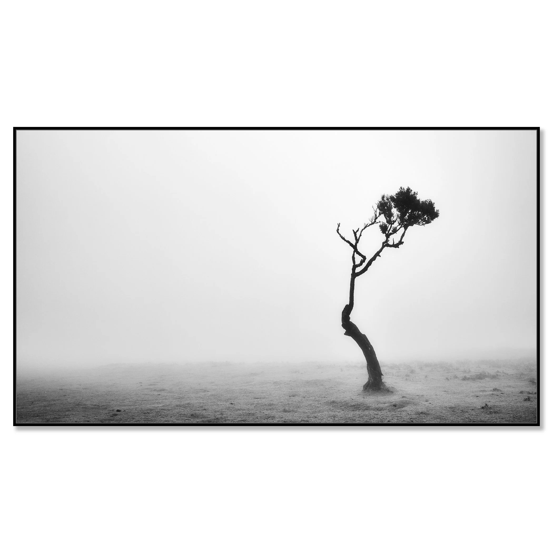 Lonely Tree in the Fog by Gerald Berghammer, black-and-white Dibond photograph in a black aluminium ArtBox frame.
