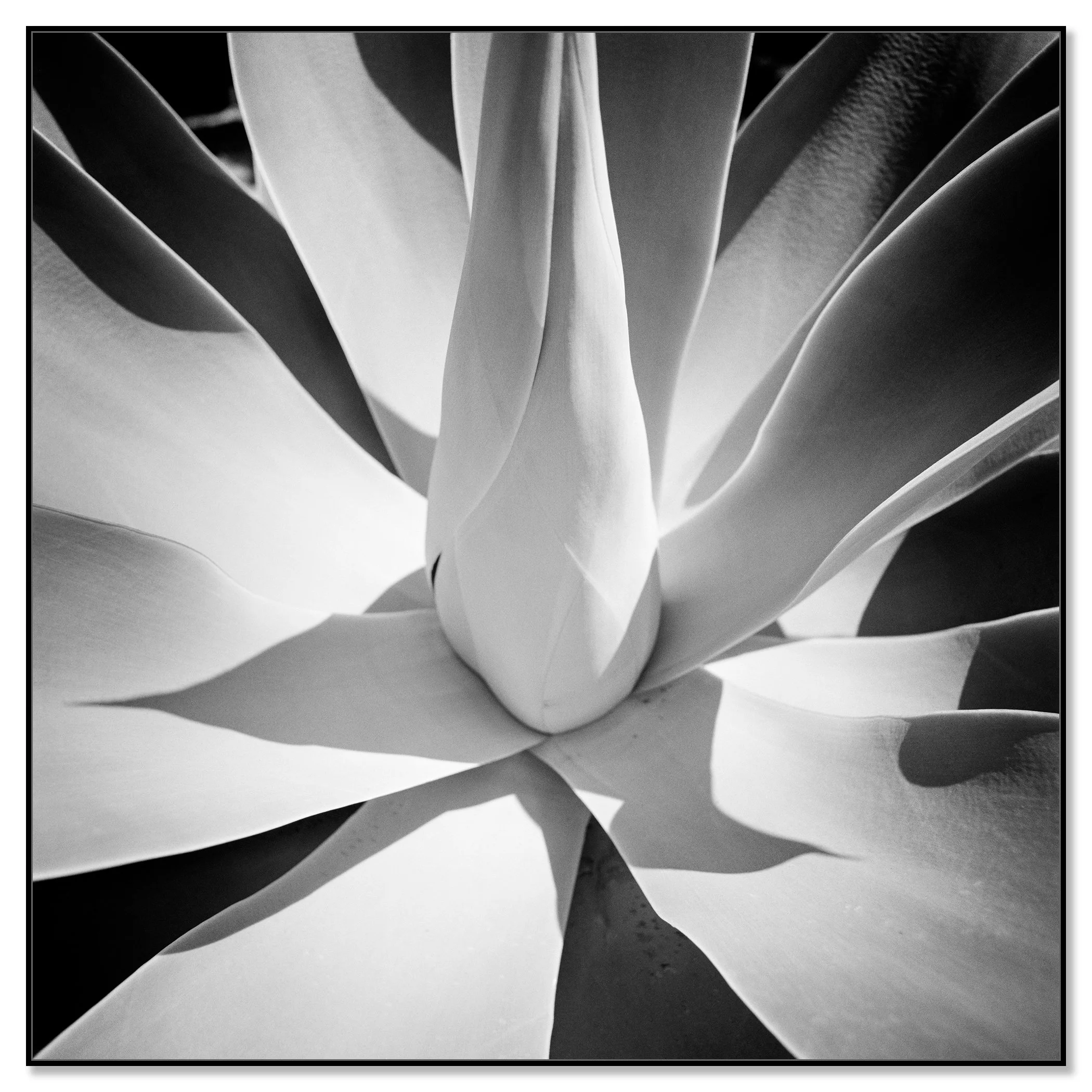 Minimalist black-and-white photo of an agave from above, clean lines and strong contrast – framed ArtBox black