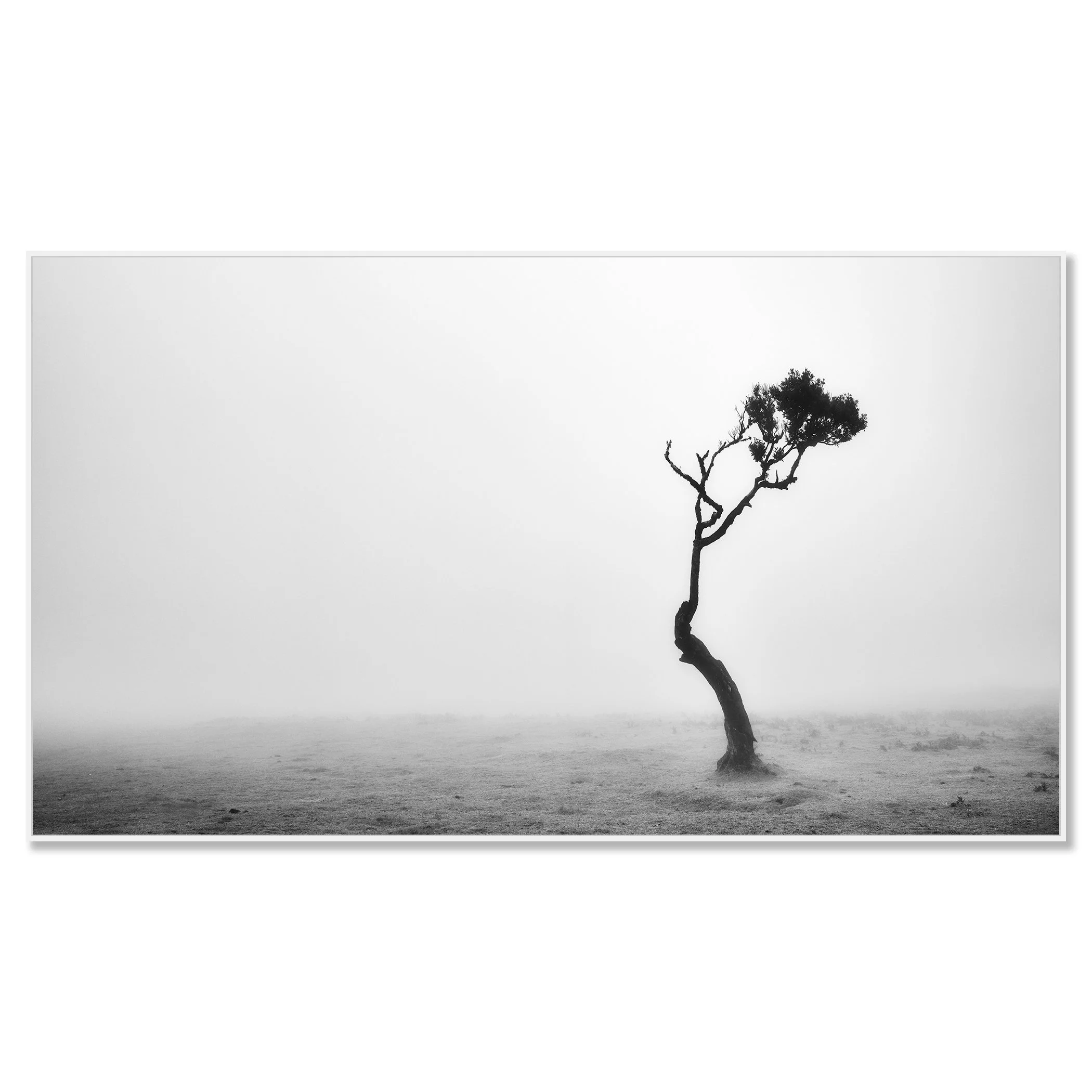 Lonely Tree in the Fog by Gerald Berghammer, black-and-white Dibond photograph in a white aluminium ArtBox frame.