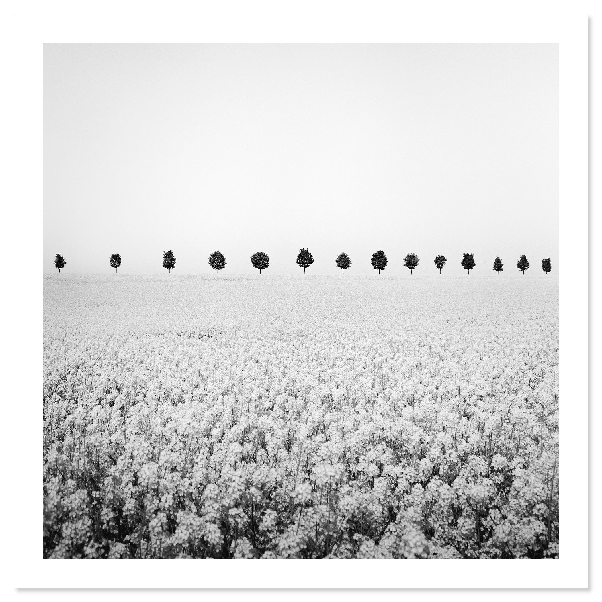 Brassica Napus Study 1 shown as an archival pigment fine art print with white border by Gerald Berghammer.
