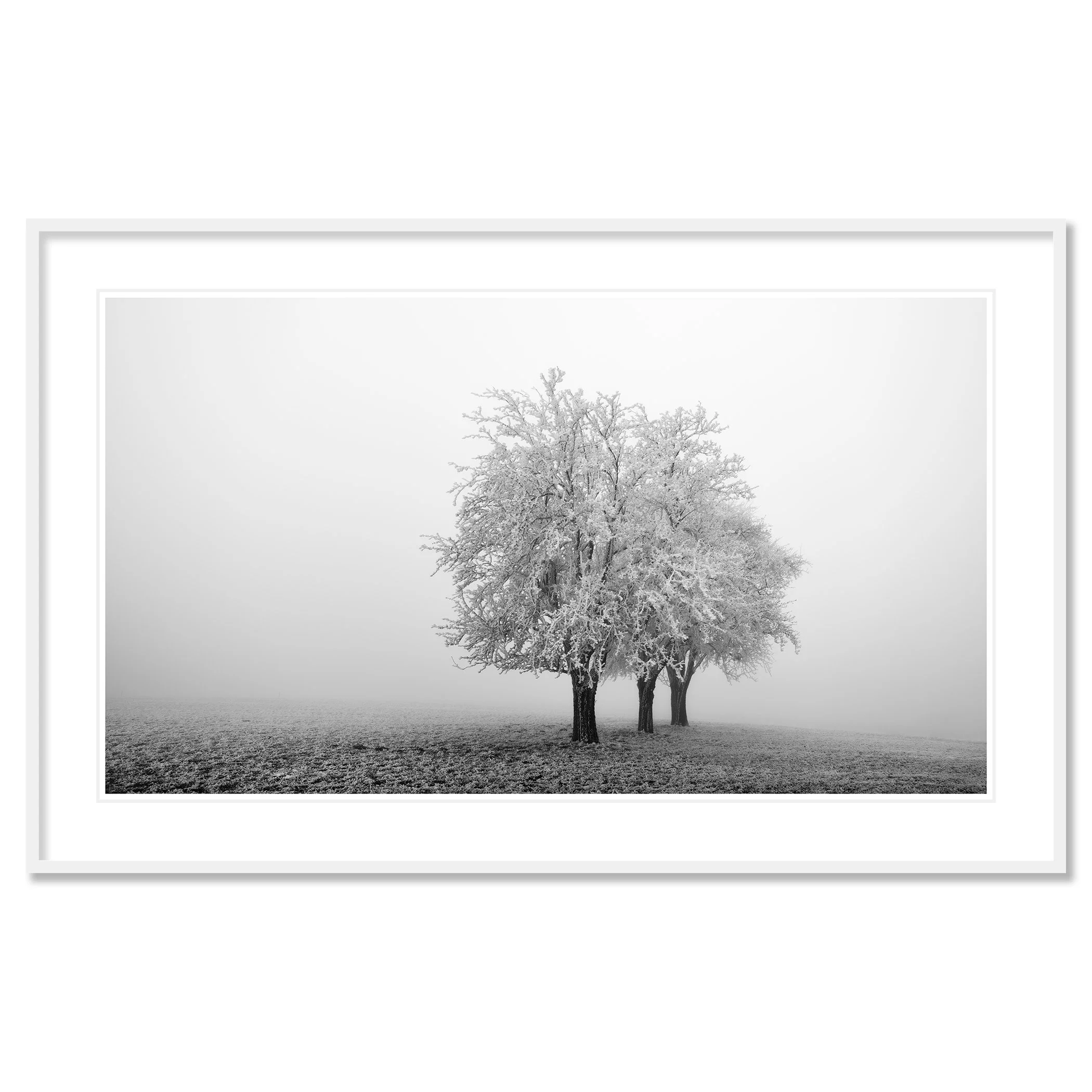 Frozen Apple Trees Panorama Study 1 as an archival pigment print in a white aluminium frame with a white mount by Gerald Berghammer.
