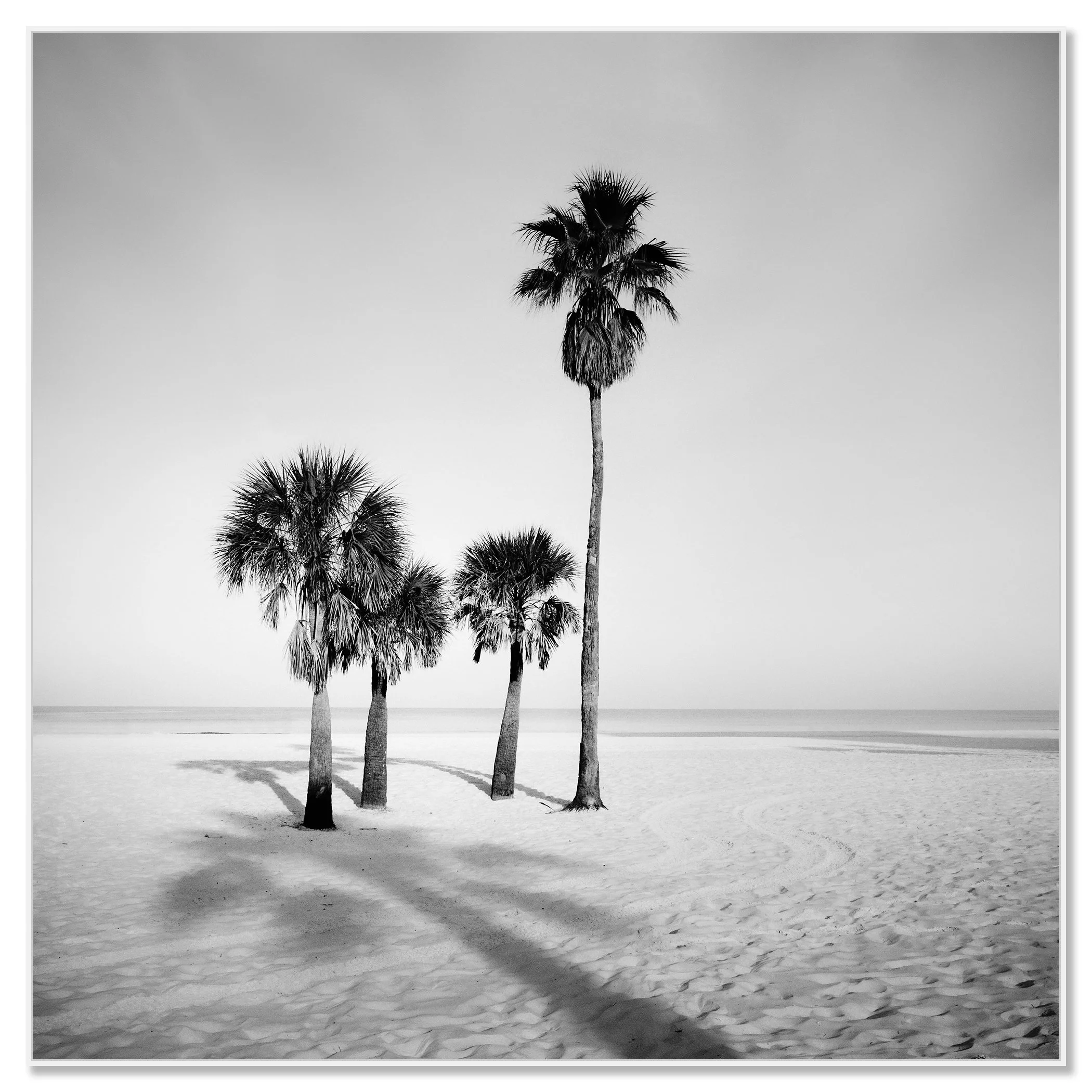 Palm Beach Study 6 displayed in a white aluminium ArtBox frame by Gerald Berghammer.