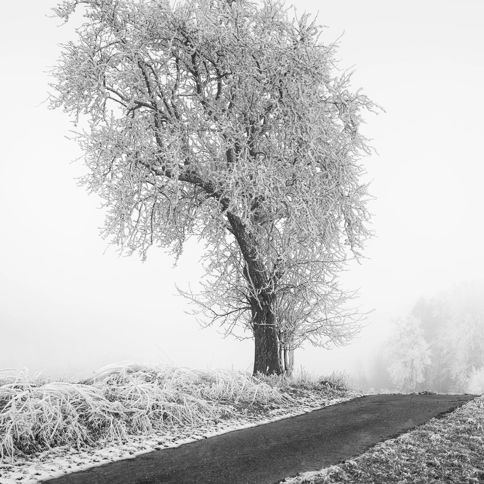 Detail of Frozen Farmland Study 3 by Gerald Berghammer, showing the delicate frost-covered branches of a solitary tree in an Austrian winter landscape.