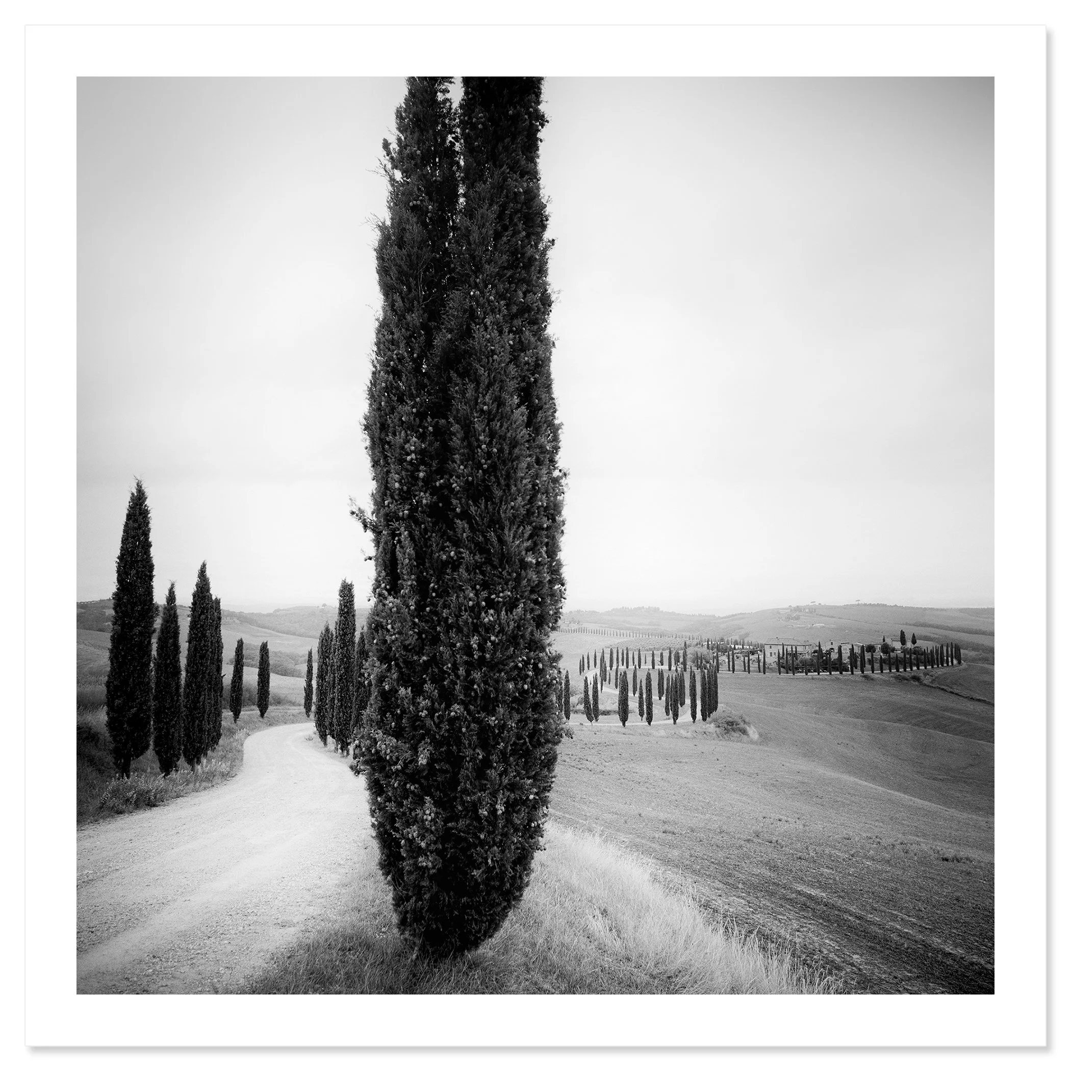 Cypress Trees Study 2 shown as an archival pigment fine art print by Gerald Berghammer.