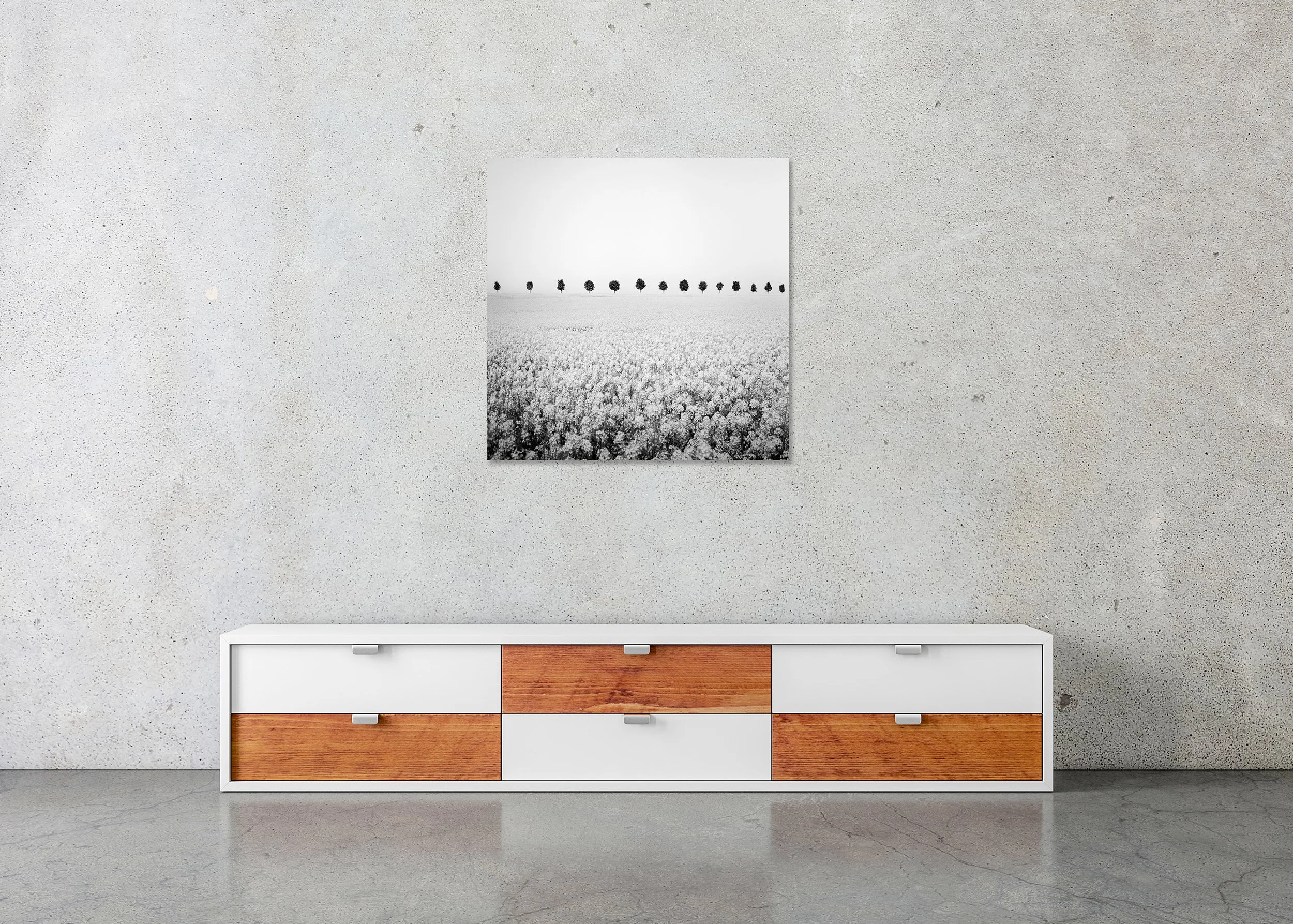 Black and white photo of a flowering field with a straight row of evenly spaced trees on the horizon, printed on ChromaLuxe metal as a frameless wall print.