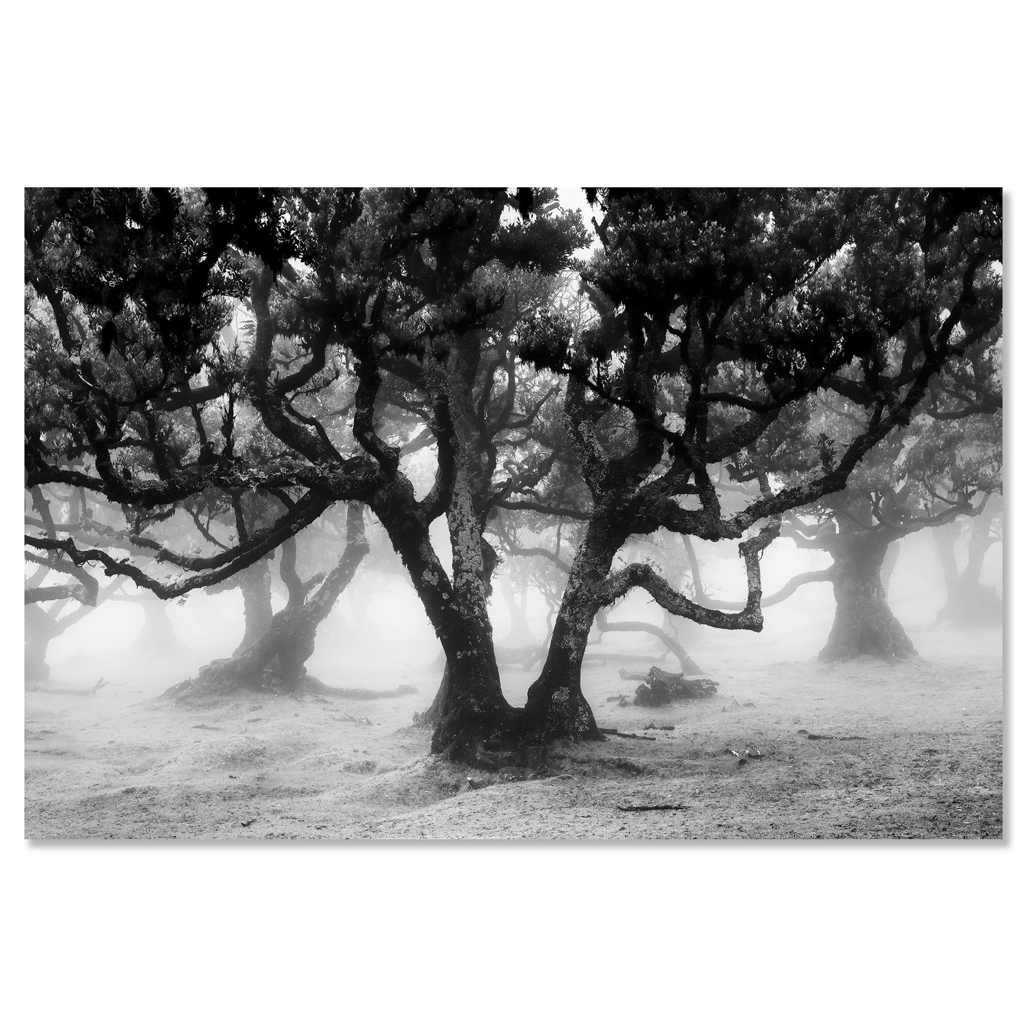 Fanal Forest Study 1 by Gerald Berghammer displayed as a frameless black-and-white photograph mounted on aluminium Dibond.