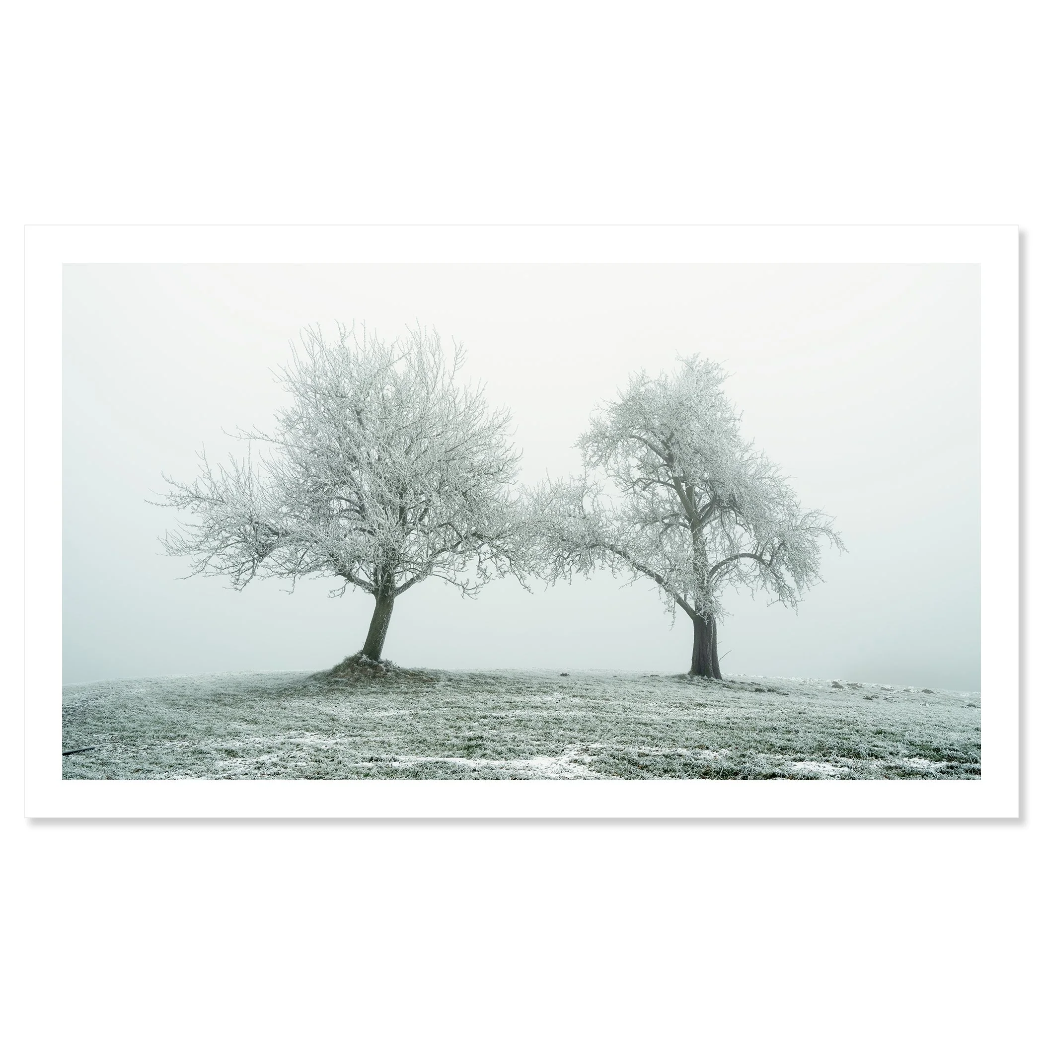 Gerald Berghammer - Black and white panorama photography. Two leafless trees covered in snow on a snowy grassy hill in a foggy landscape. Fine art print only