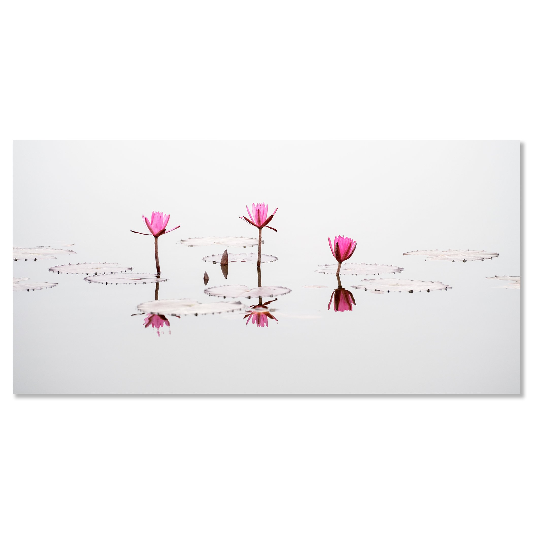© 2025 Gerald Berghammer - Color long exposure seascape Photography. Three pink water lilies with open petals floating on water, with their reflections visible. Fine art print only