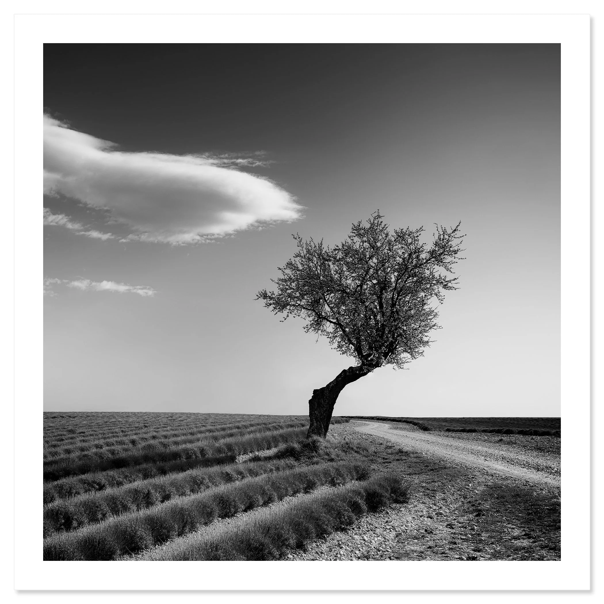 Lavender Field with Lonely Tree Study 1 by Gerald Berghammer, black-and-white fine art print with white border depicting a solitary tree in a French lavender field.