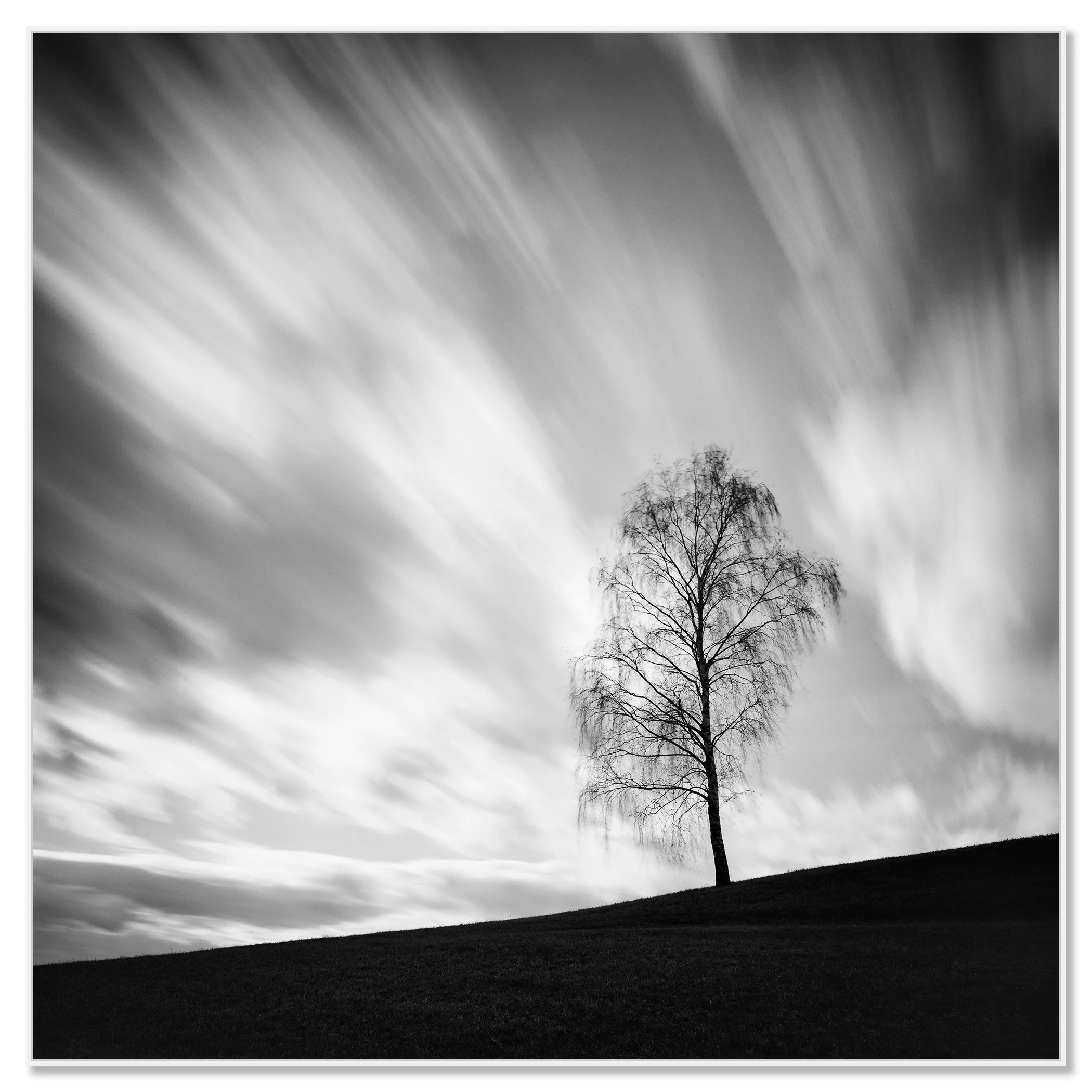 Black Birch by Gerald Berghammer shown on aluminium Dibond in a white ArtBox frame.