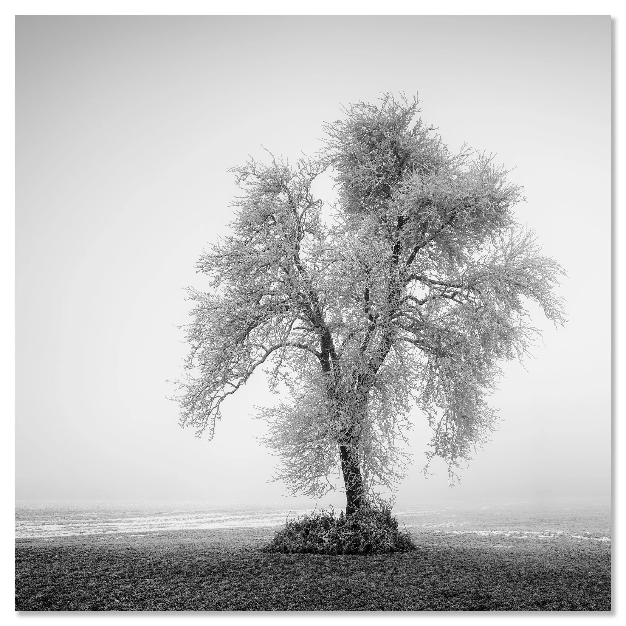 Hoarfrosted Lonely Tree, Study 1 mounted on aluminium Dibond as a frameless black-and-white fine art print by Gerald Berghammer.