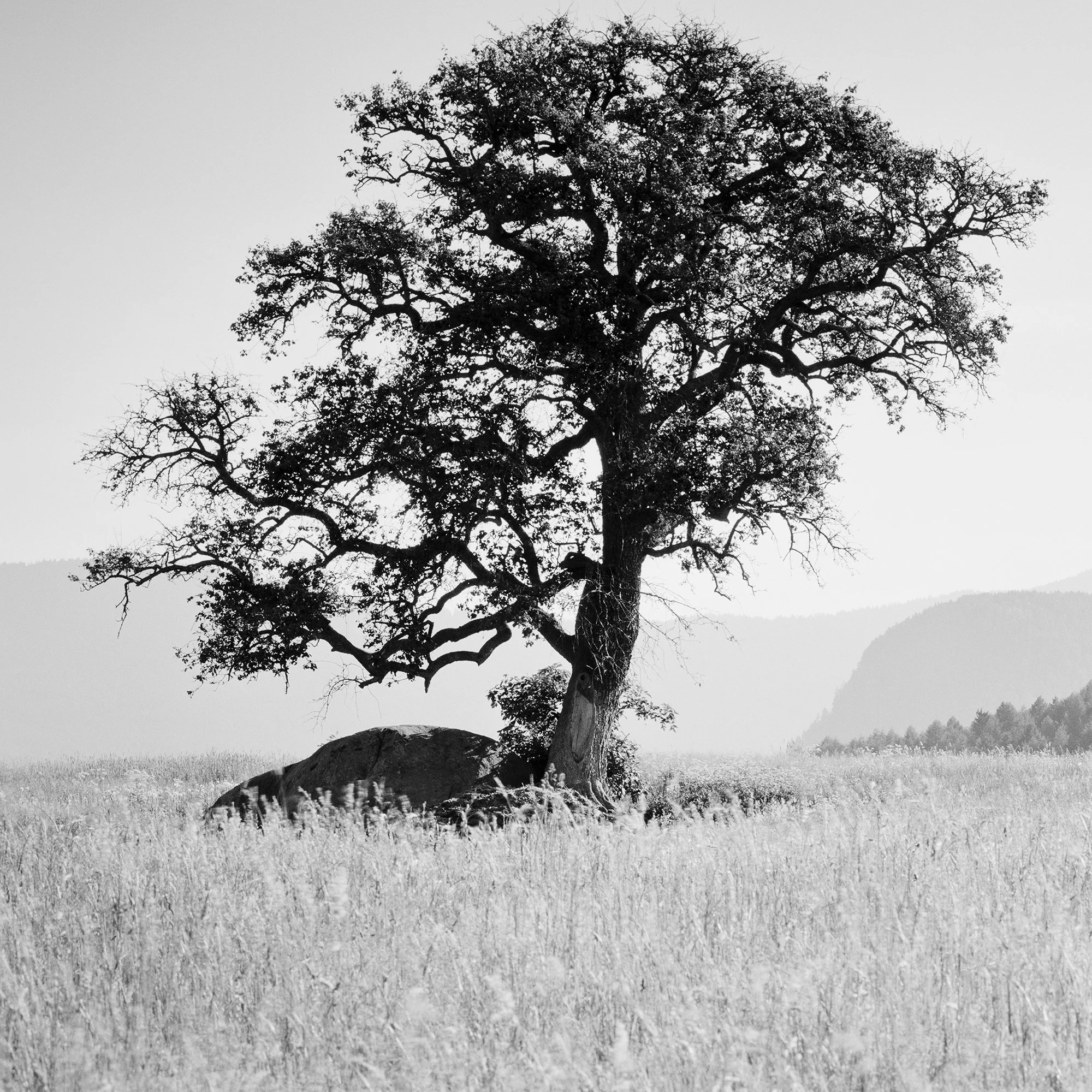 Detail of Morning Sun by Gerald Berghammer, showing the sculptural tree, rock and meadow in black and white.