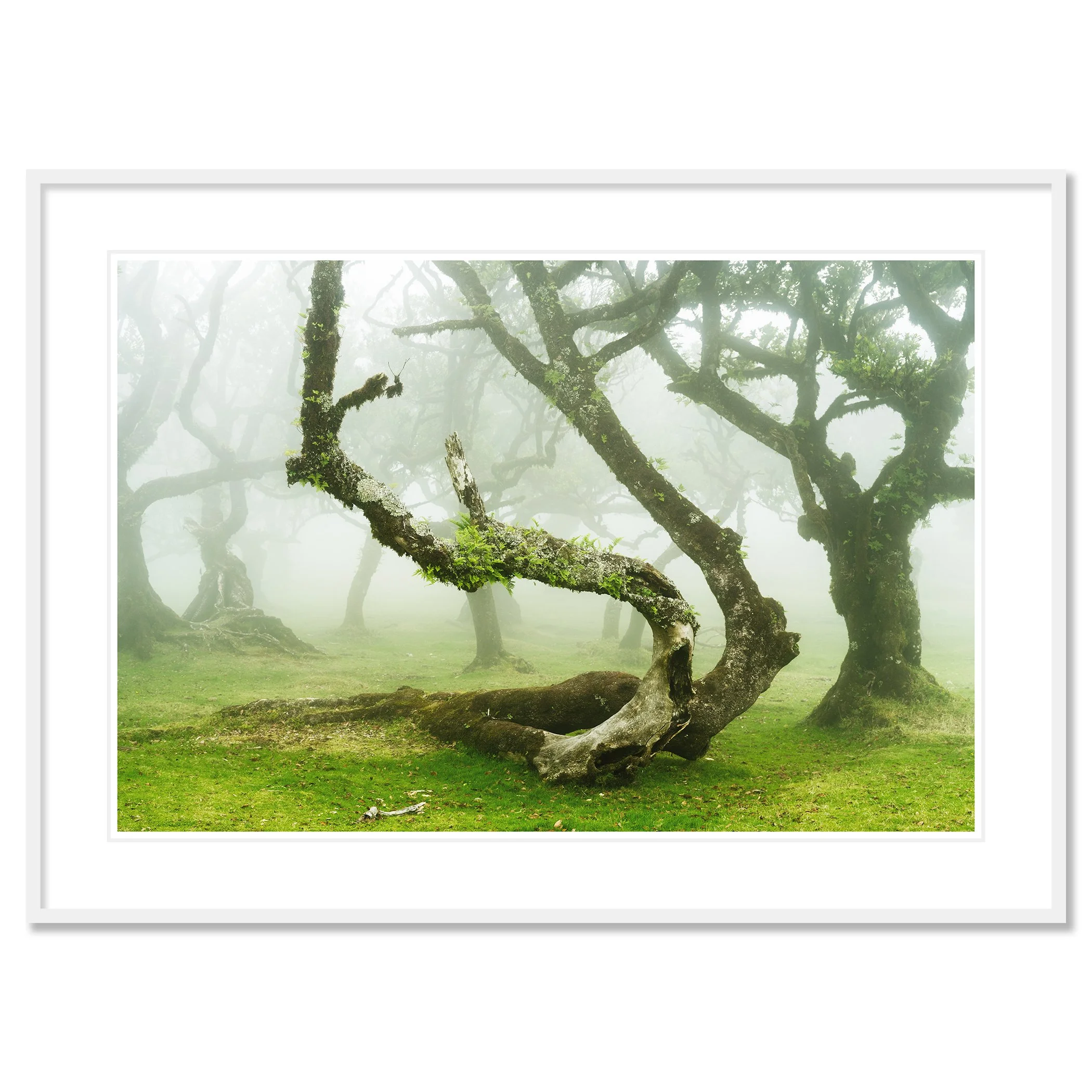 Gerald Berghammer - Color Fine Art Landscape Photography. Misty forest with twisted, moss-covered laurel trees and green grass, Fanal, Madeira. Classic framed white
