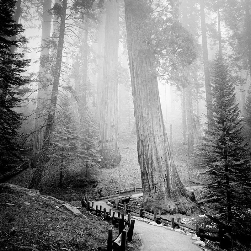 Redwood Study 1 – California, USA | Gerald Berghammer