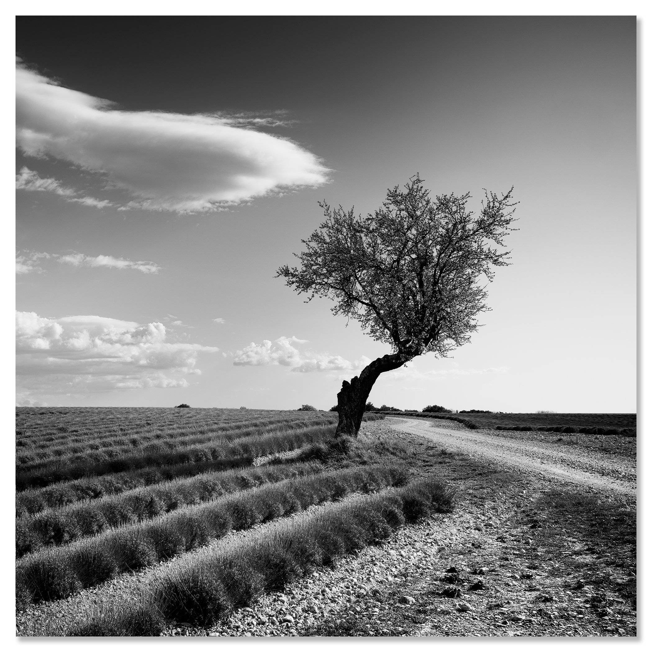 Fine art black and white photo of a lone tree by a dirt road in open farmland beneath a dramatic sky – dibond frameless