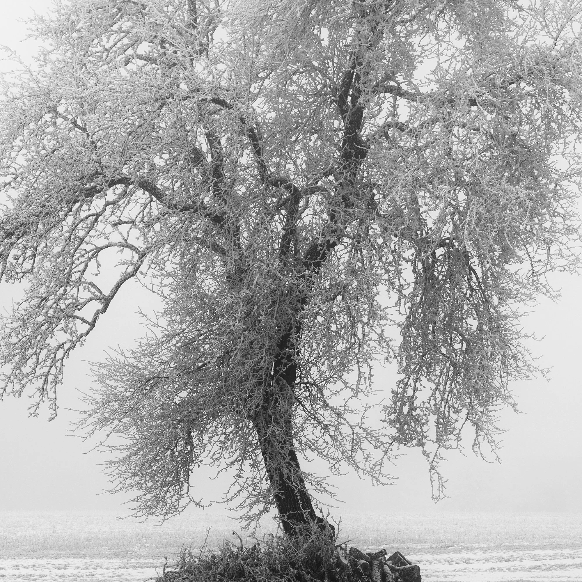 Close-up detail of the solitary frozen tree in Frozen Farmland Study 2, a minimalist winter landscape photograph by Gerald Berghammer.