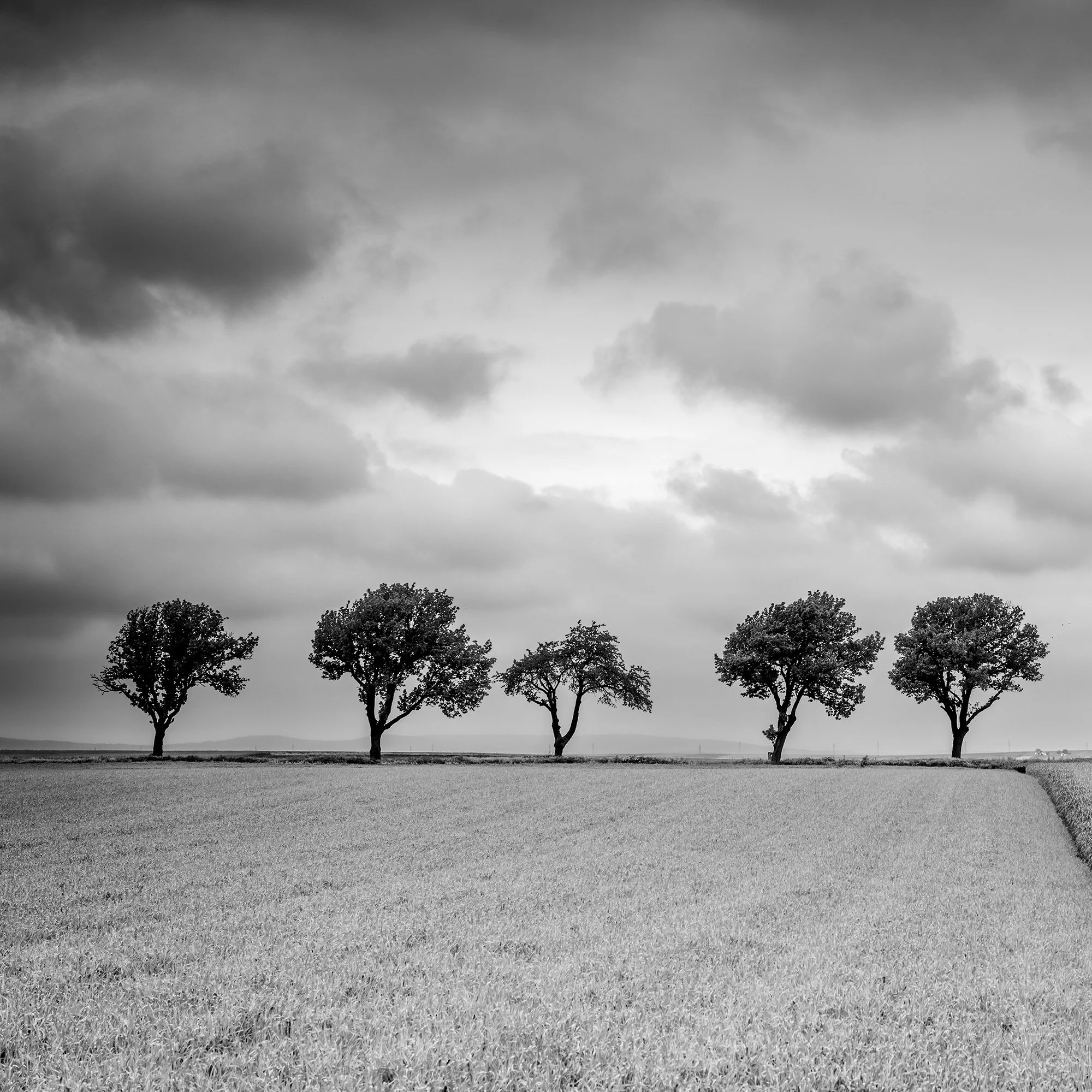 Close-up of five trees and layered storm clouds in Trees at the Edge of a Field, Study 1. Photo by Gerald Berghammer.