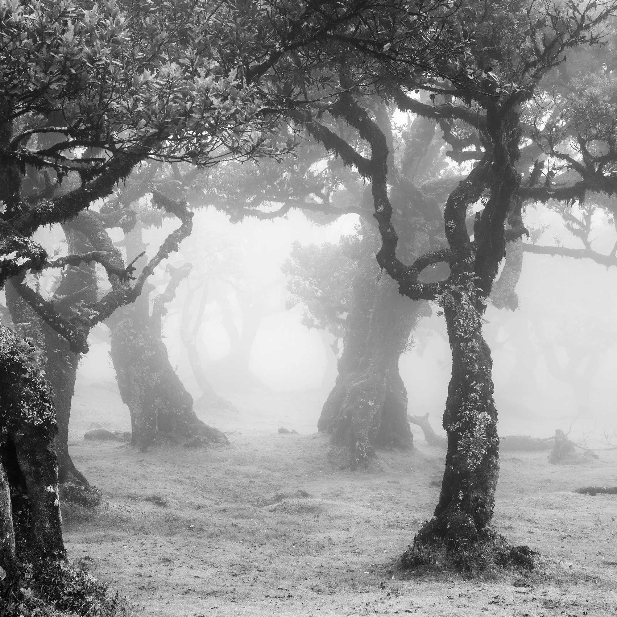 Twisted laurel branches emerging through mist in Fanal Forest, Madeira, photographed by Gerald Berghammer.