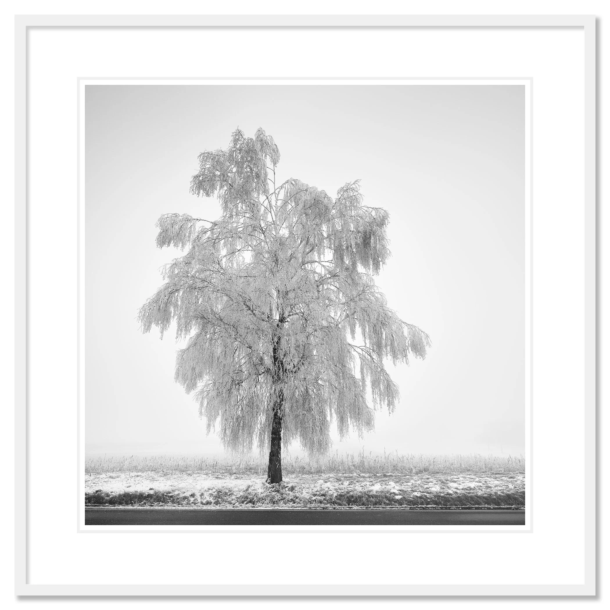 Frozen Birch Tree Study 1 by Gerald Berghammer, minimalist winter photograph in a white aluminium frame with a white mount.