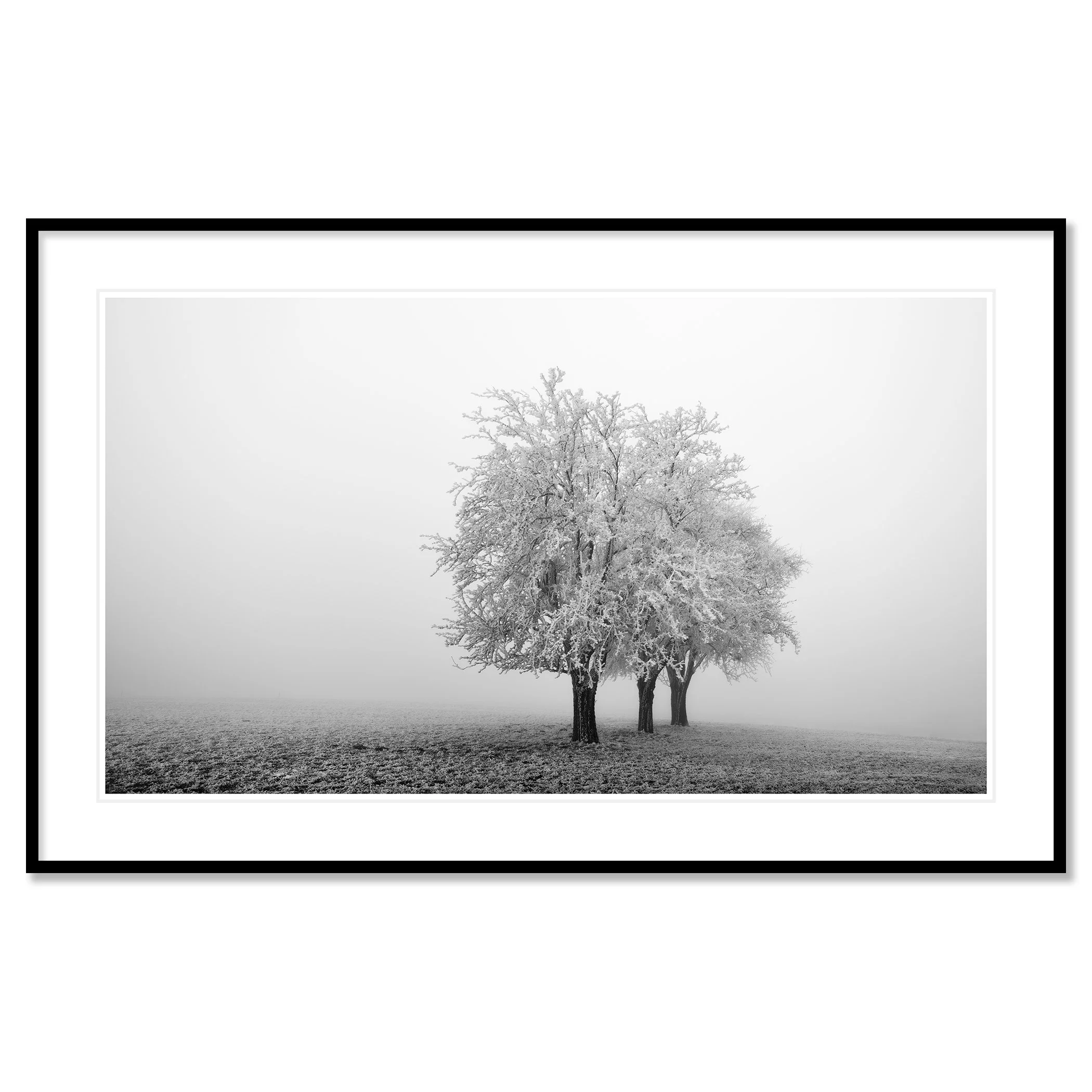 Frozen Apple Trees Panorama Study 1 as an archival pigment print in a black aluminium frame with a white mount by Gerald Berghammer.