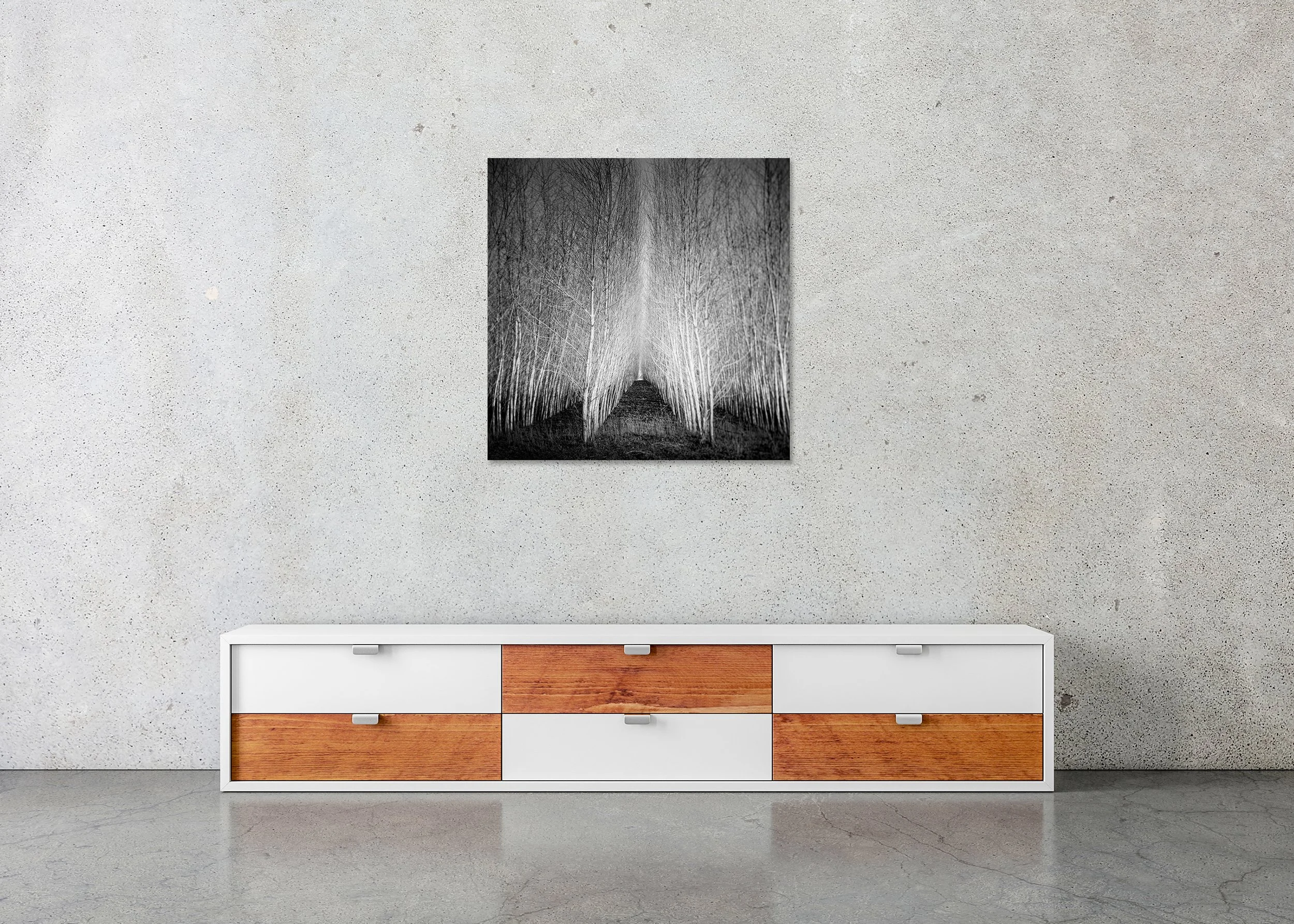 Populus Forest – Tree Avenue displayed frameless on a wall, mounted on aluminium Dibond. Photo by Gerald Berghammer.