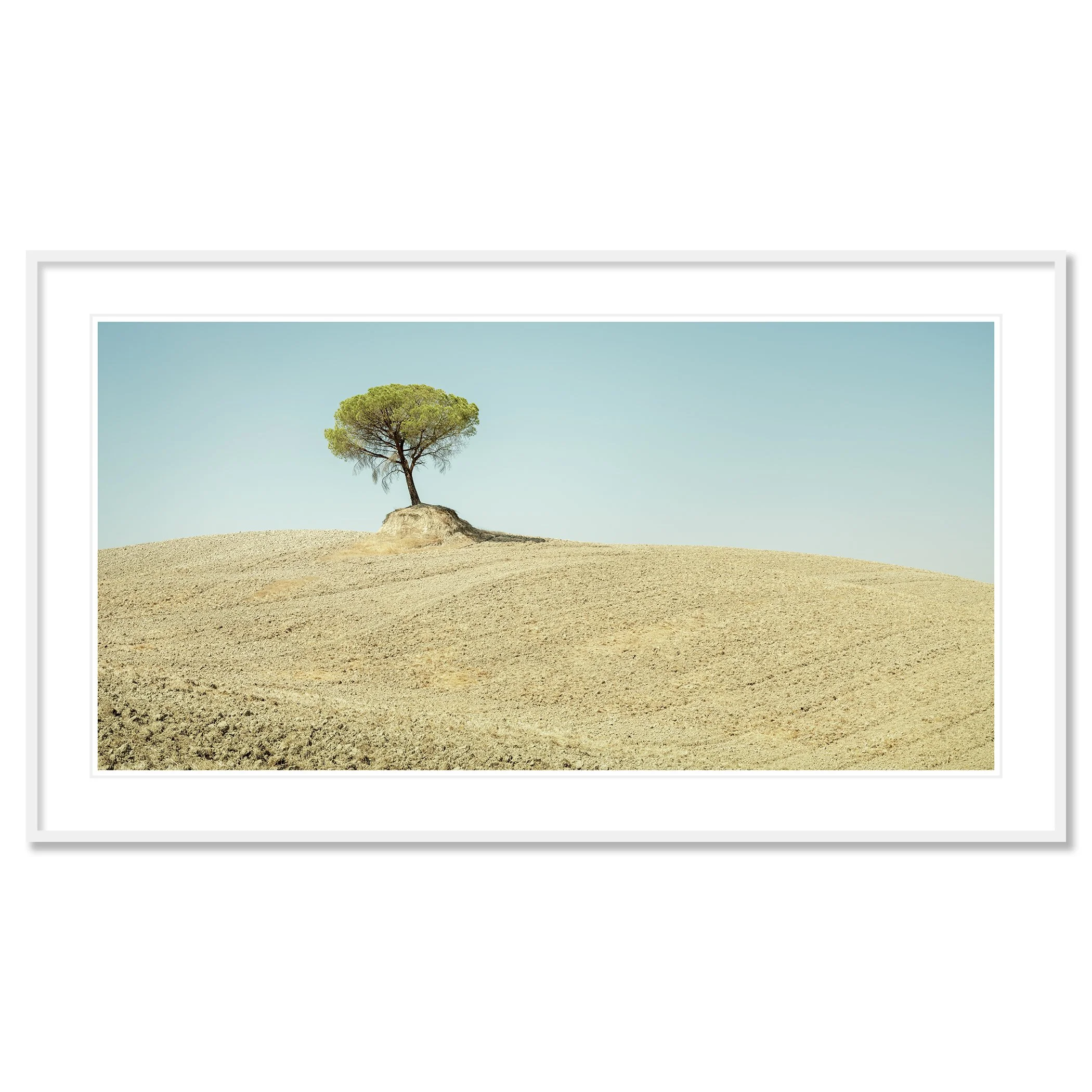 Italian Stone Pines, Study 6 – archival pigment print in a white aluminium frame with a white mount. Photo by Gerald Berghammer.