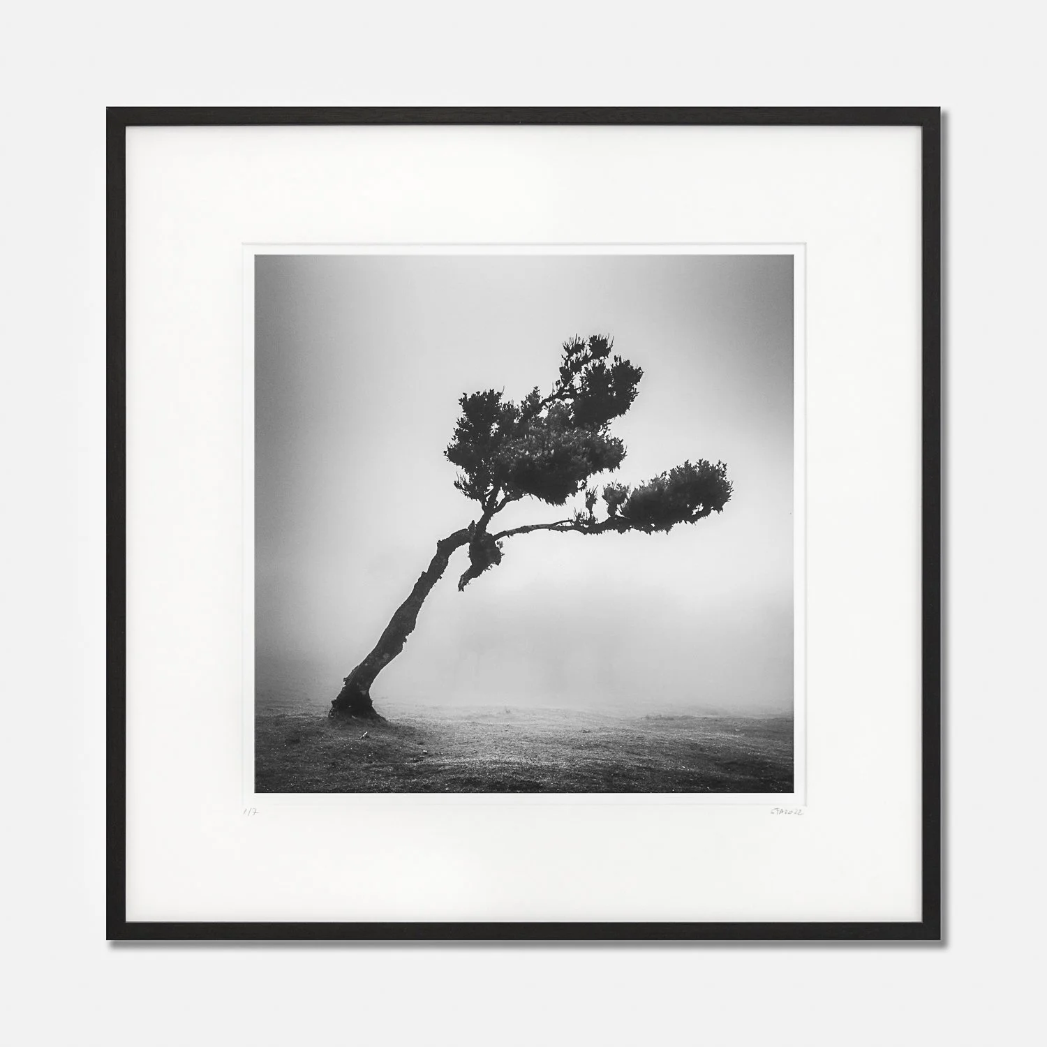 Deer in Foggy Forest Study 1 by Gerald Berghammer, framed black-and-white photograph of a leaning tree in mist, Portugal.