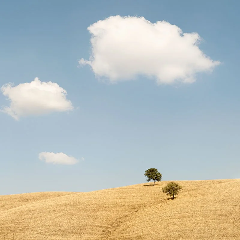 Trees in the Golden Field Study 1 by Gerald Berghammer, minimalist colour photograph of two trees in rolling golden fields beneath a blue Tuscan sky in Italy.