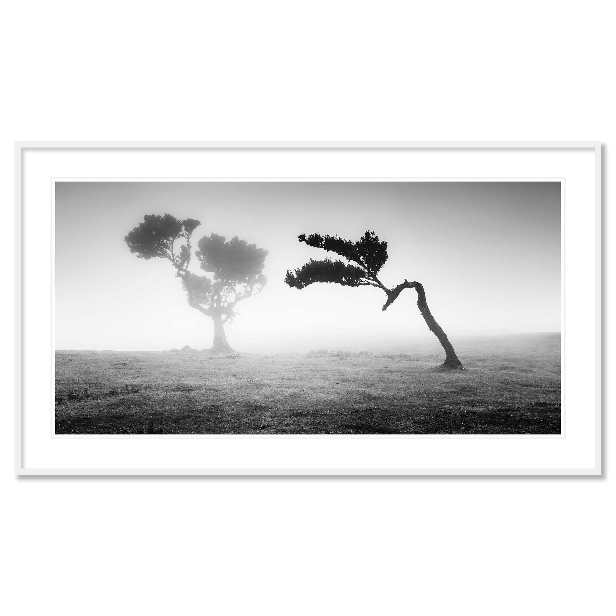Two Trees in the Mist Panorama by Gerald Berghammer presented in a white aluminium frame with a white mount.